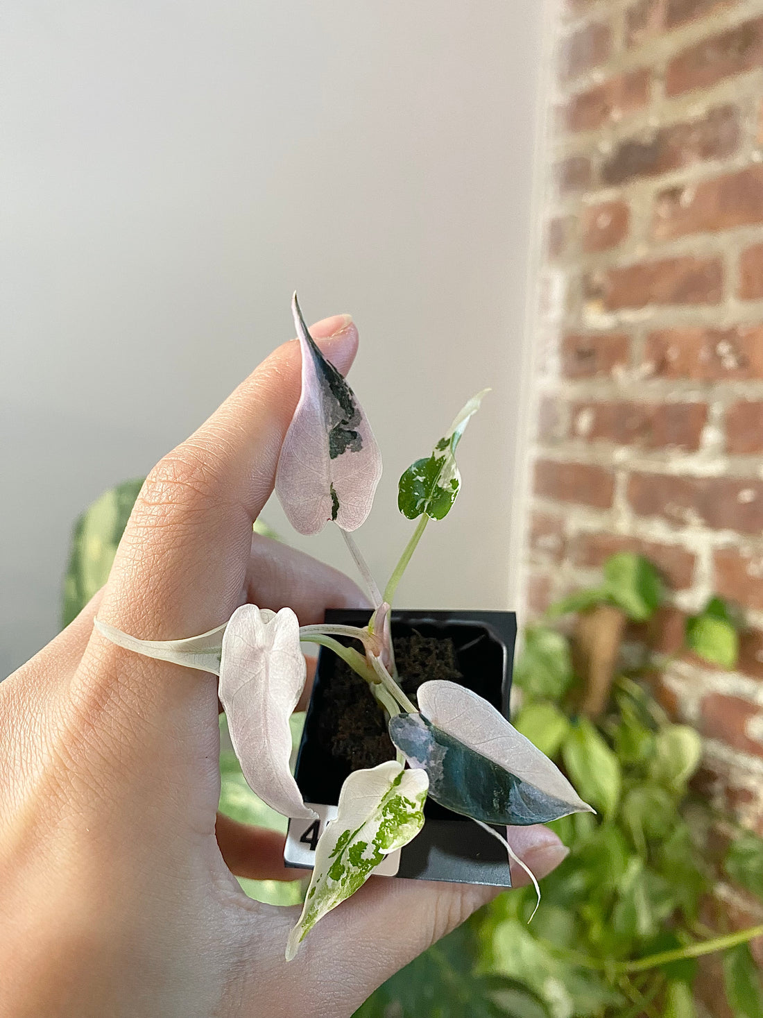 Alocasia Bambino Albo Pink 4776