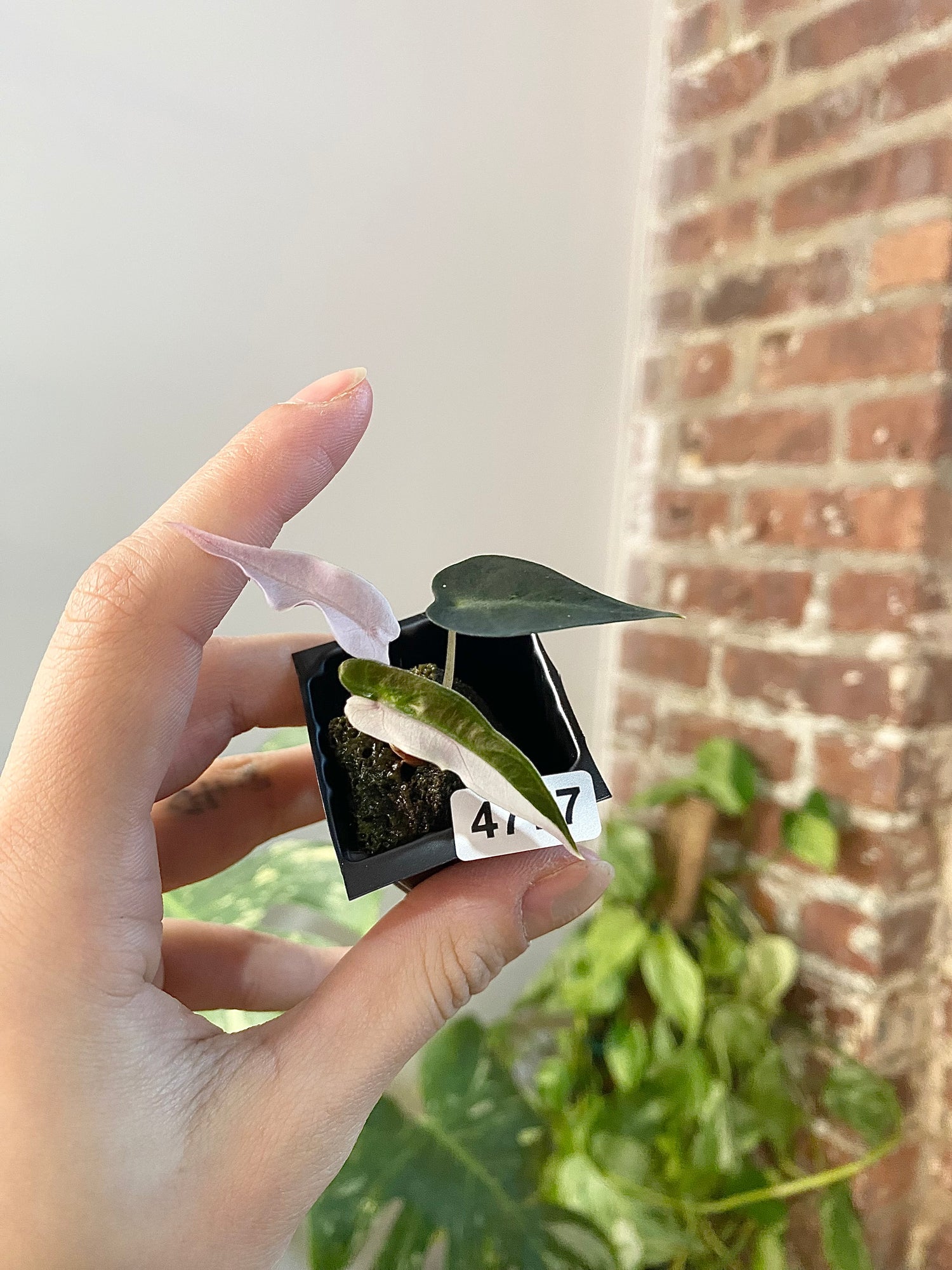 Alocasia Bambino Albo Pink 4777