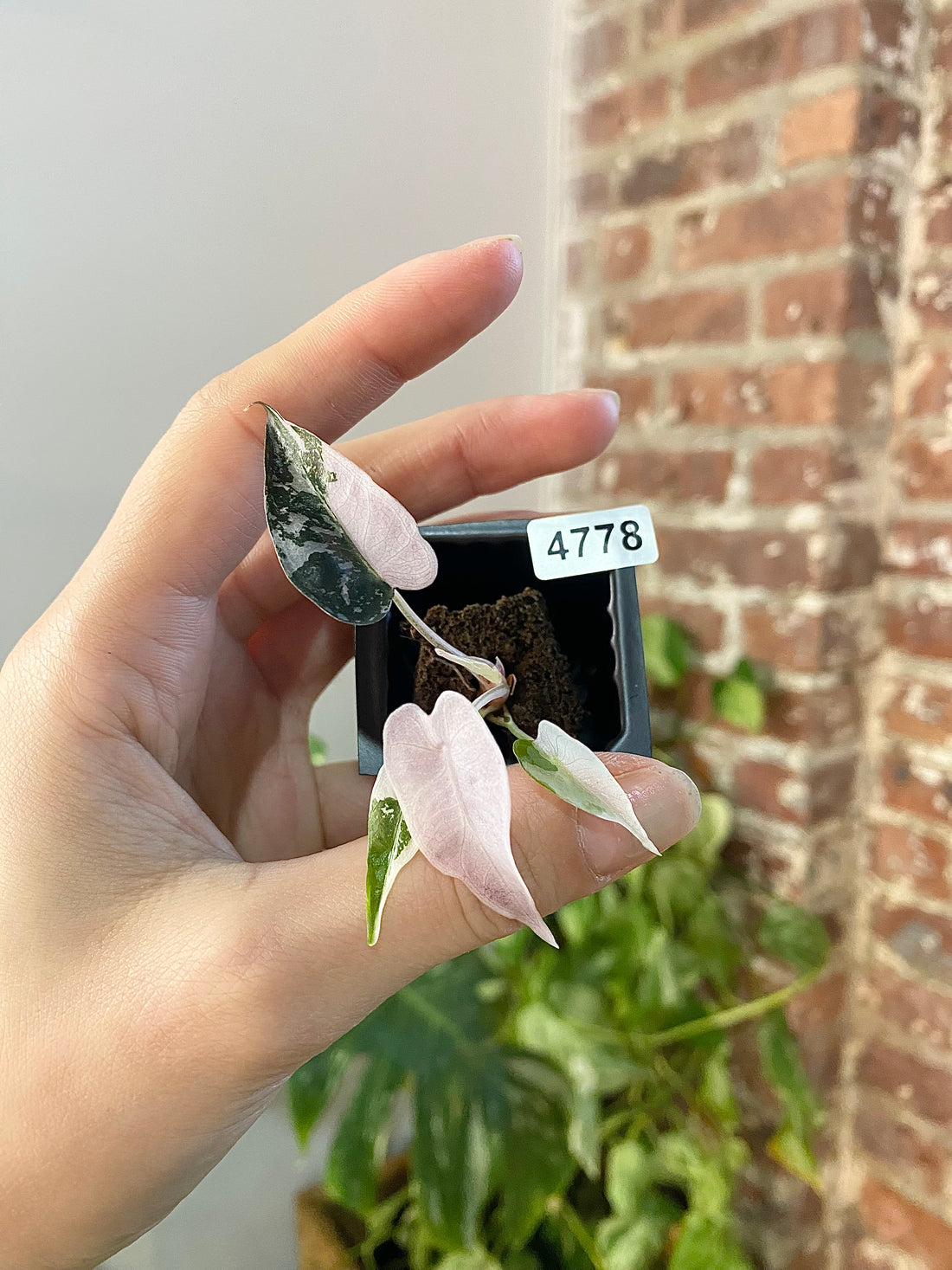 Alocasia Bambino Albo Pink 4778