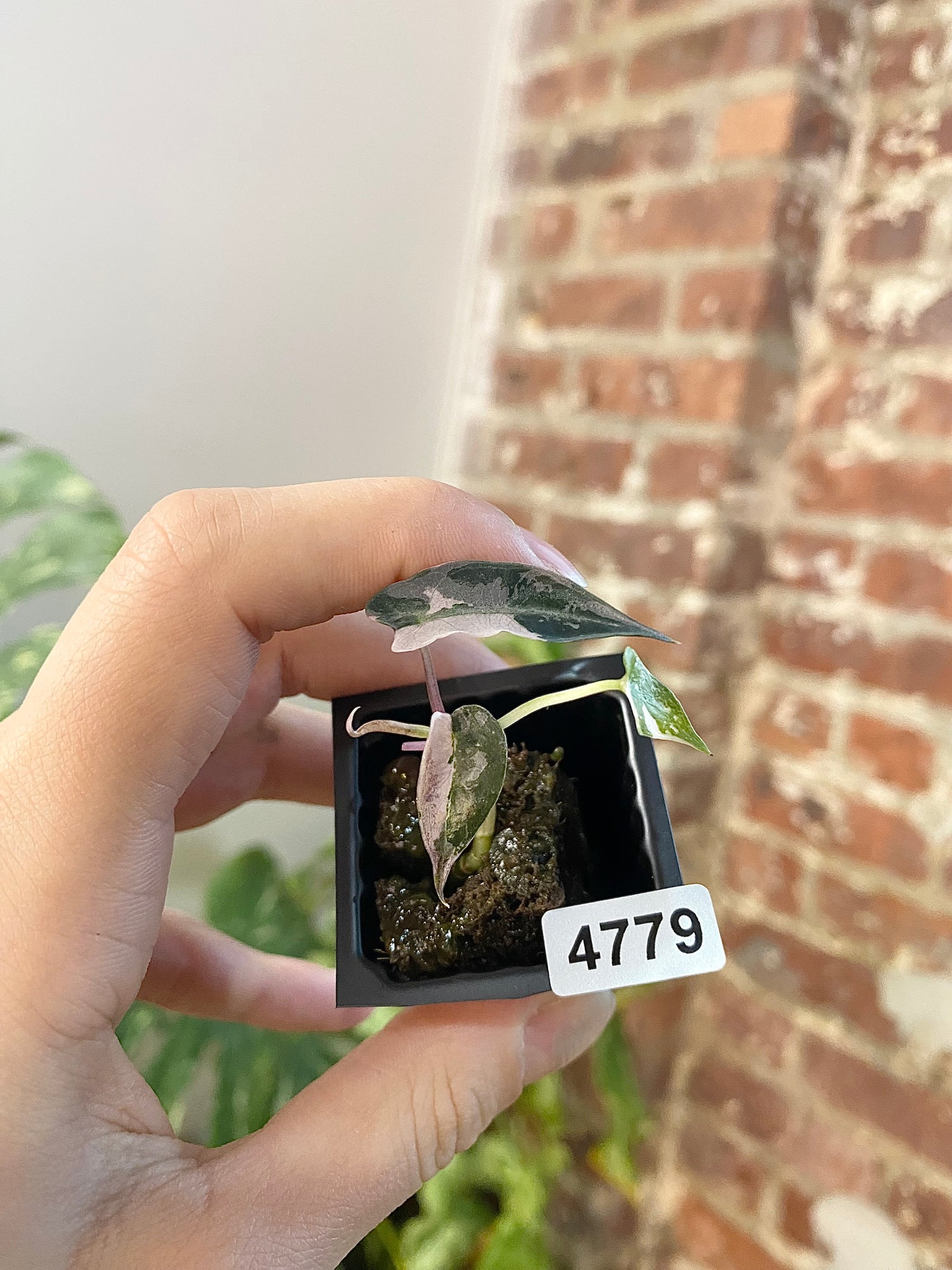 Alocasia Bambino Albo Pink 4779