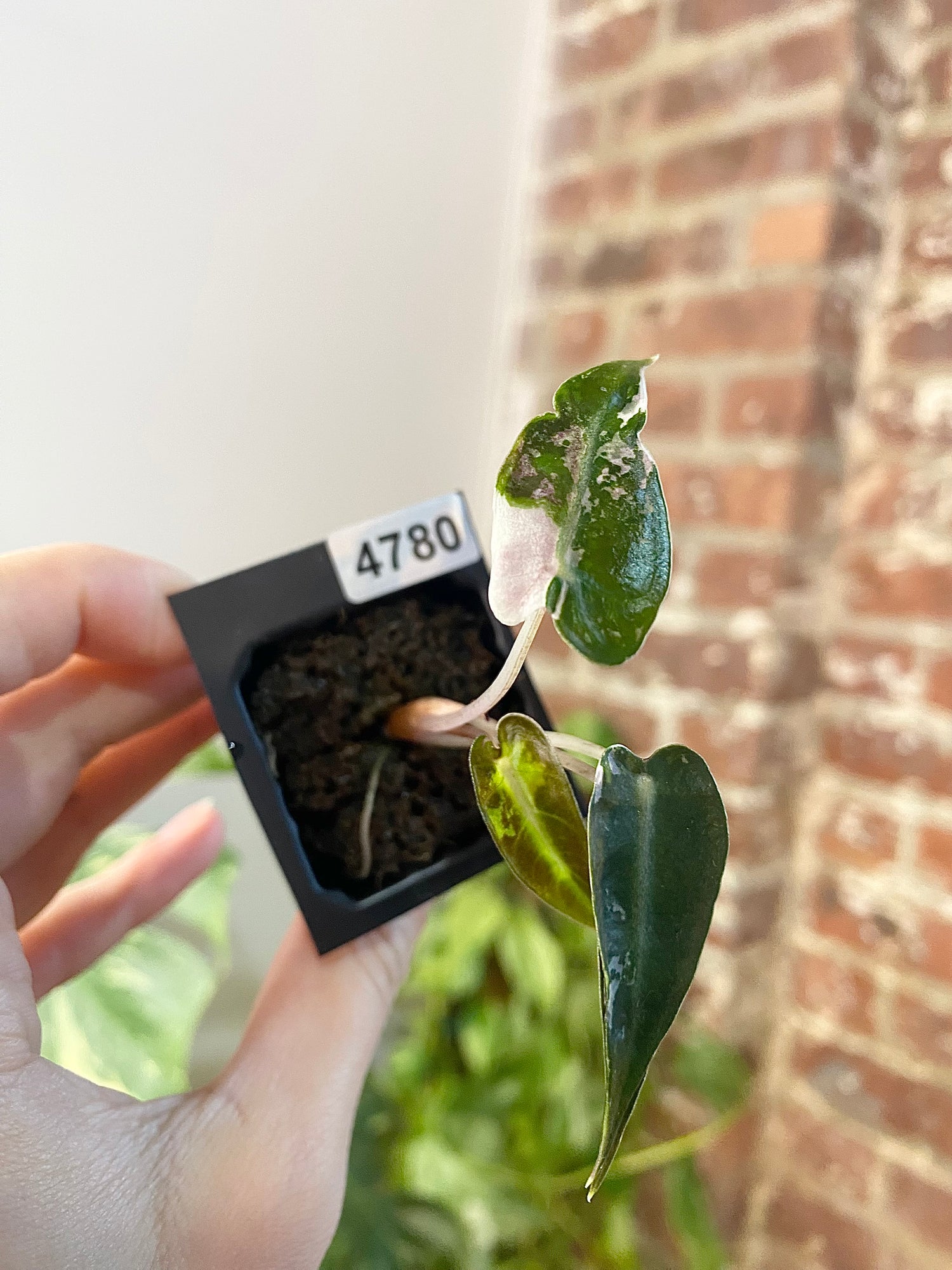 Alocasia Bambino Albo Pink 4780