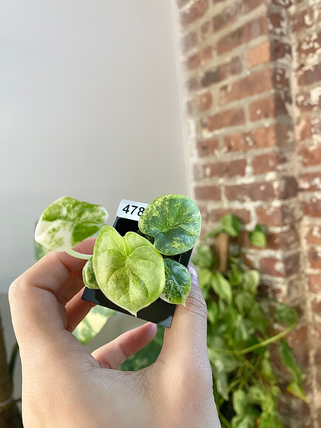 Alocasia Silver Dragon Aurea 4785