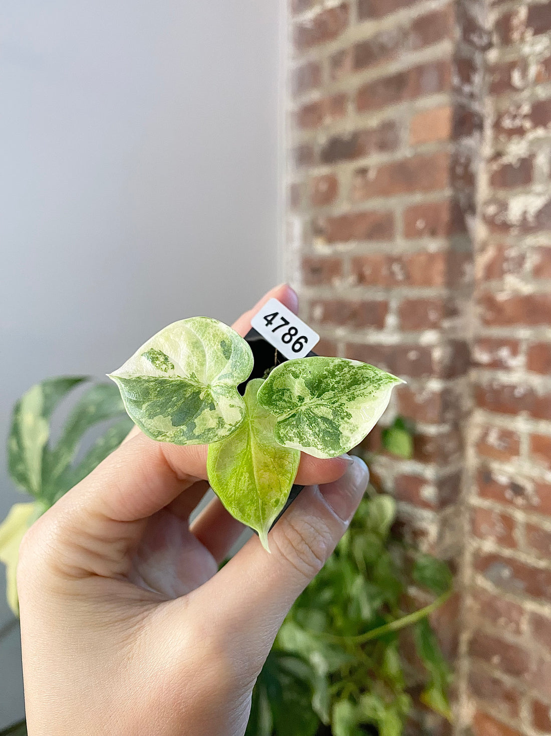 Alocasia Silver Dragon Aurea 4786