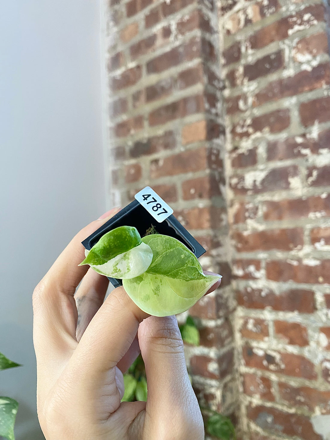 Alocasia Silver Dragon Aurea 4787