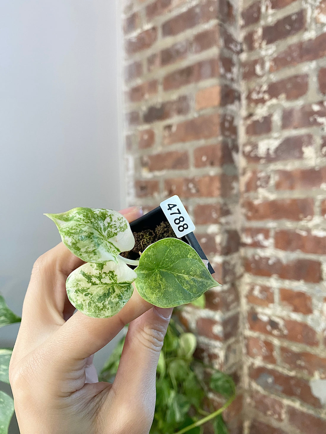 Alocasia Silver Dragon Aurea 4788