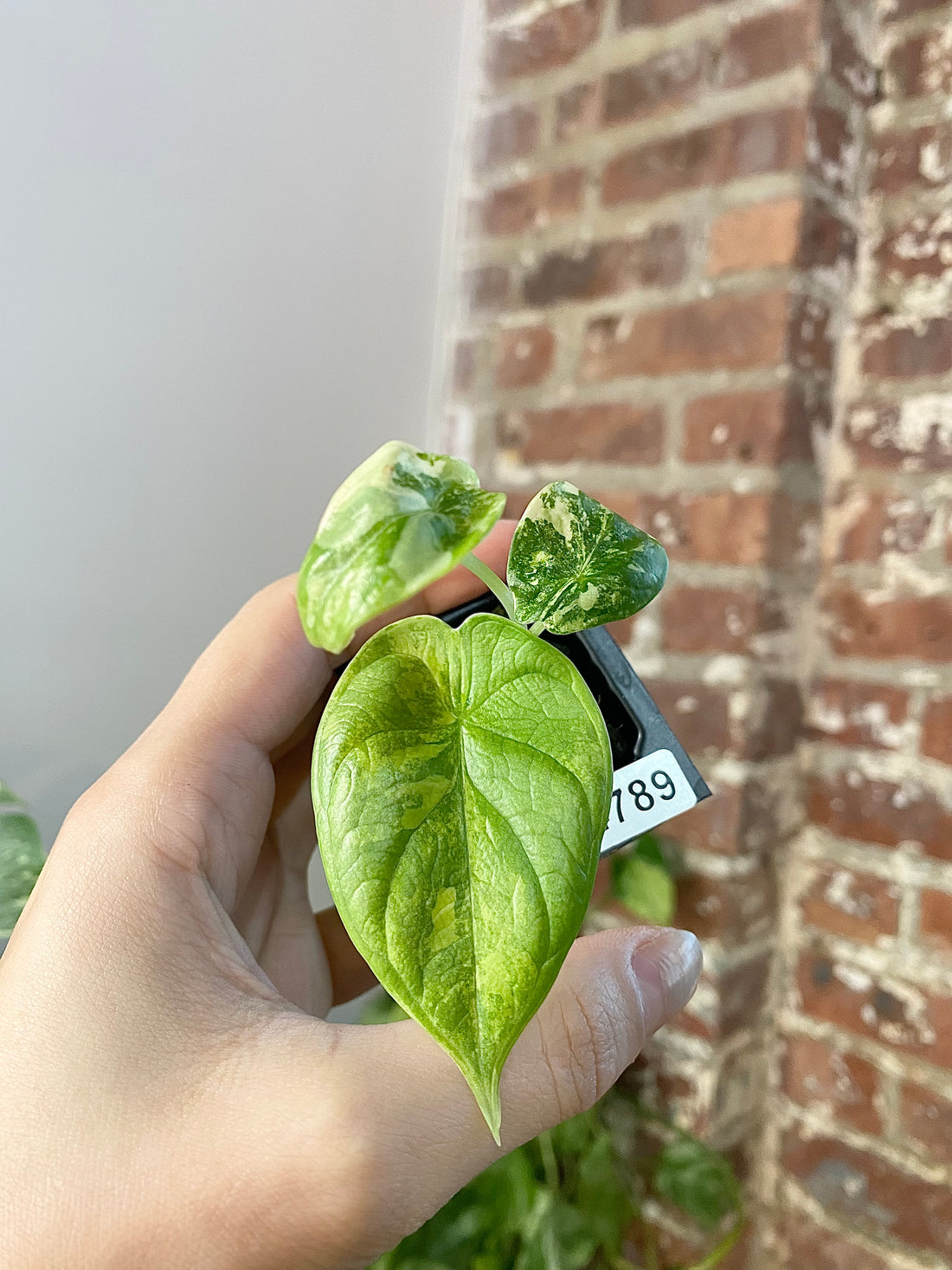 Alocasia Silver Dragon Aurea 4789