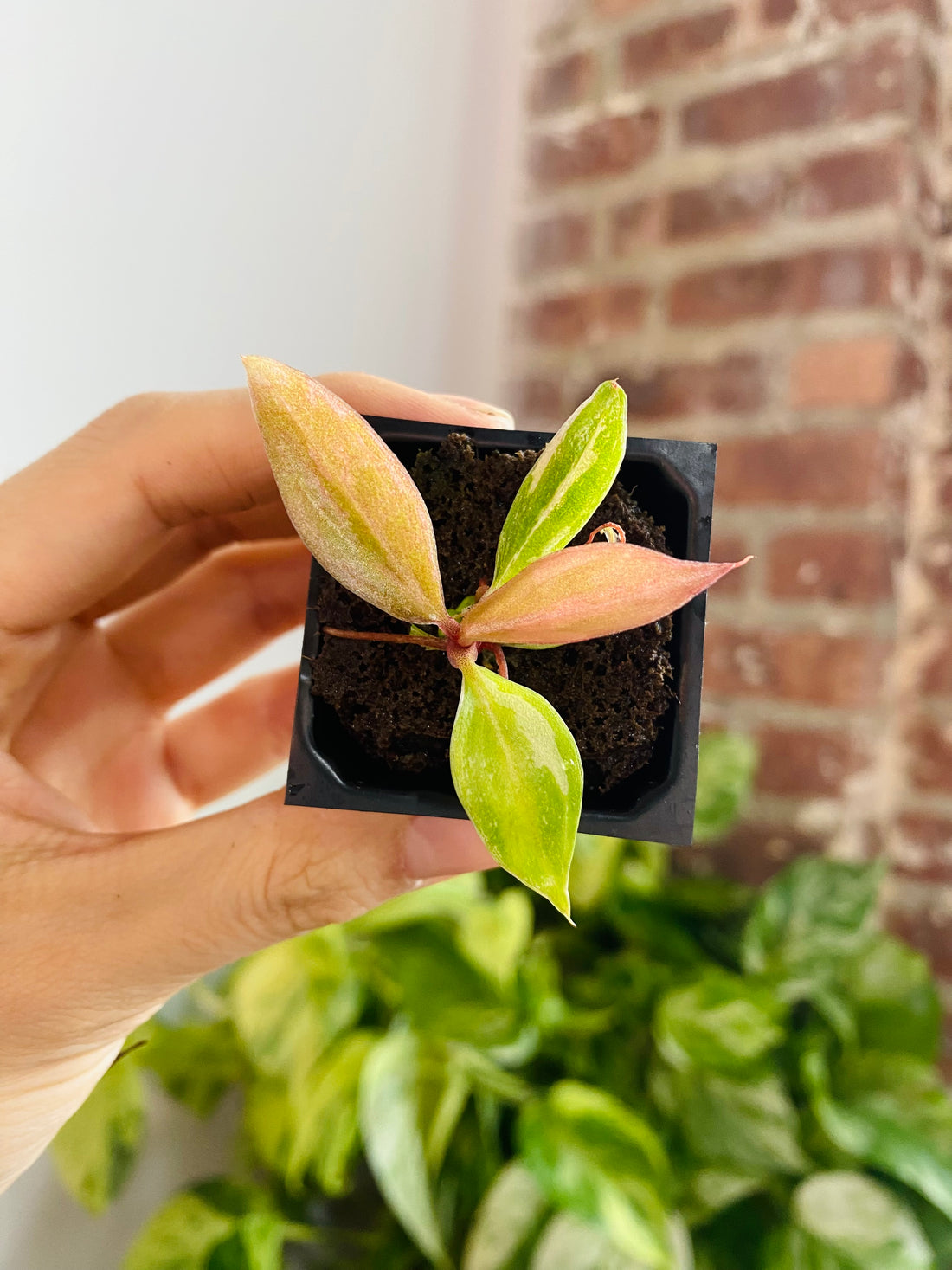 Philodendron Caramel Marble &