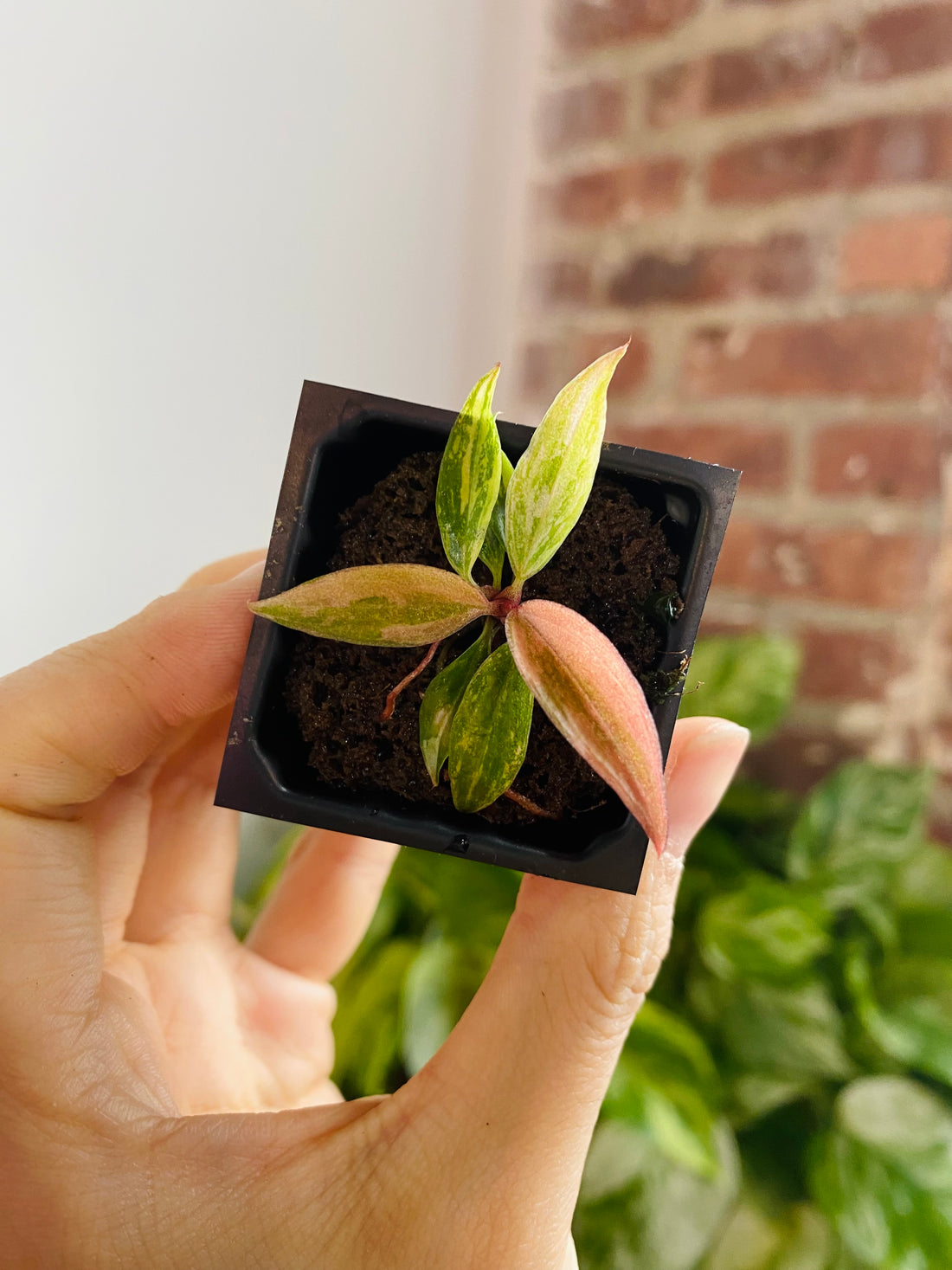 Philodendron Caramel Marble &