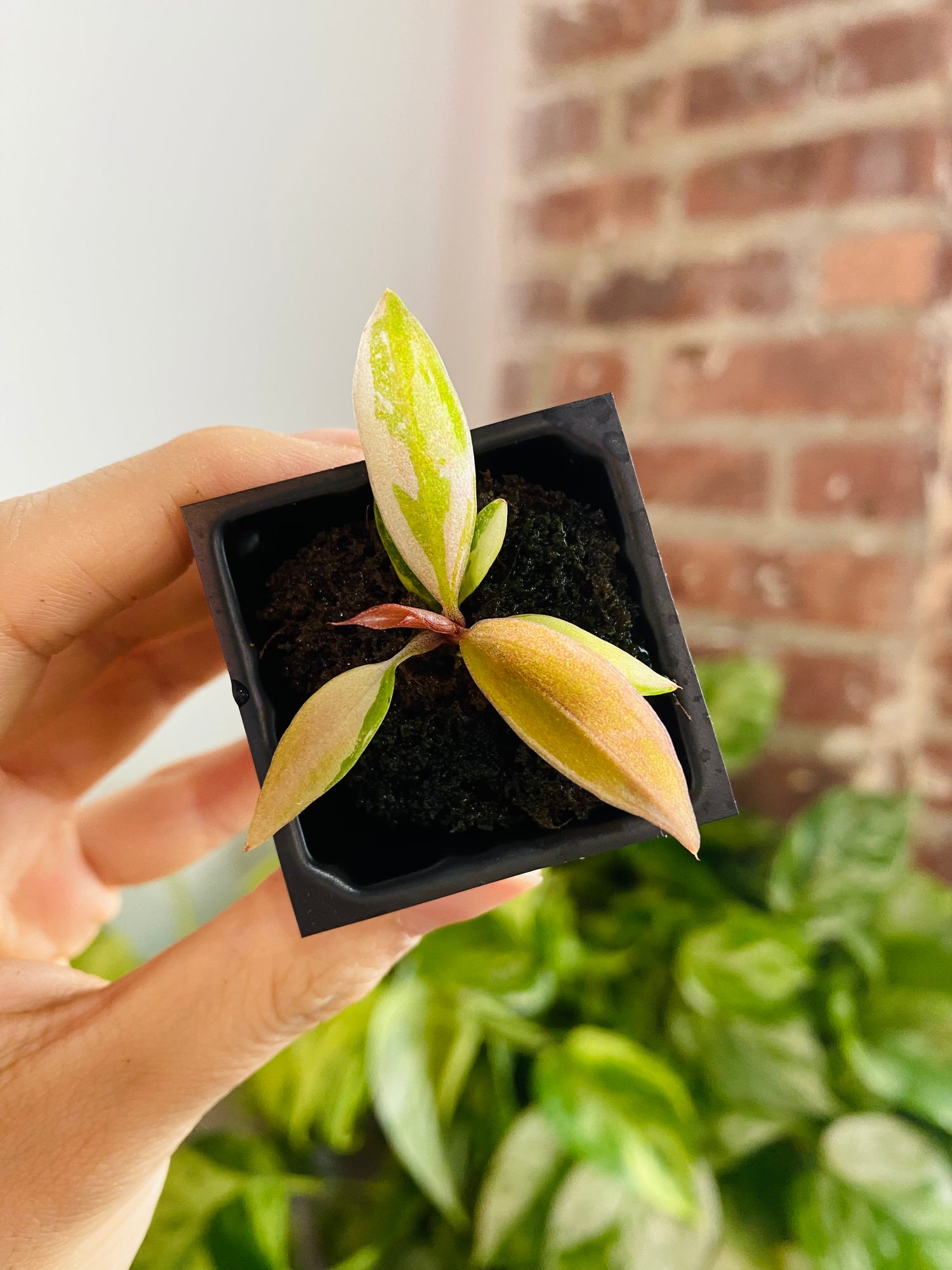 Philodendron Caramel Marble &