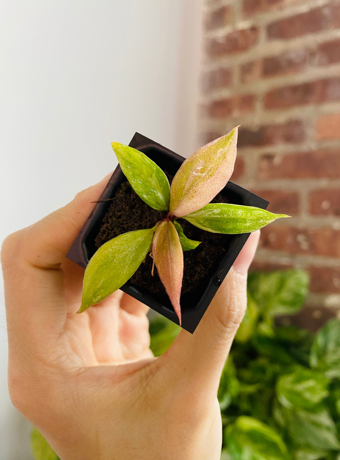 Philodendron Caramel Marble &