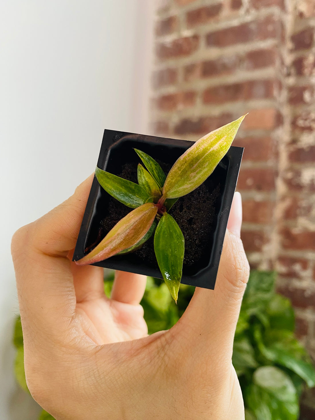 Philodendron Caramel Marble &