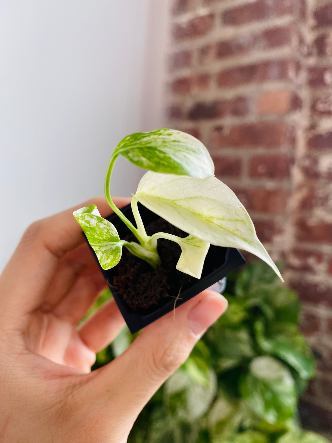 Monstera Deliciosa Mint 