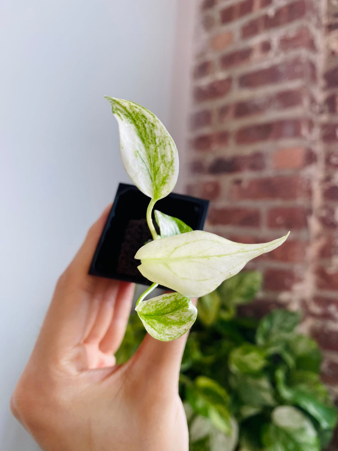 Monstera Deliciosa Mint 