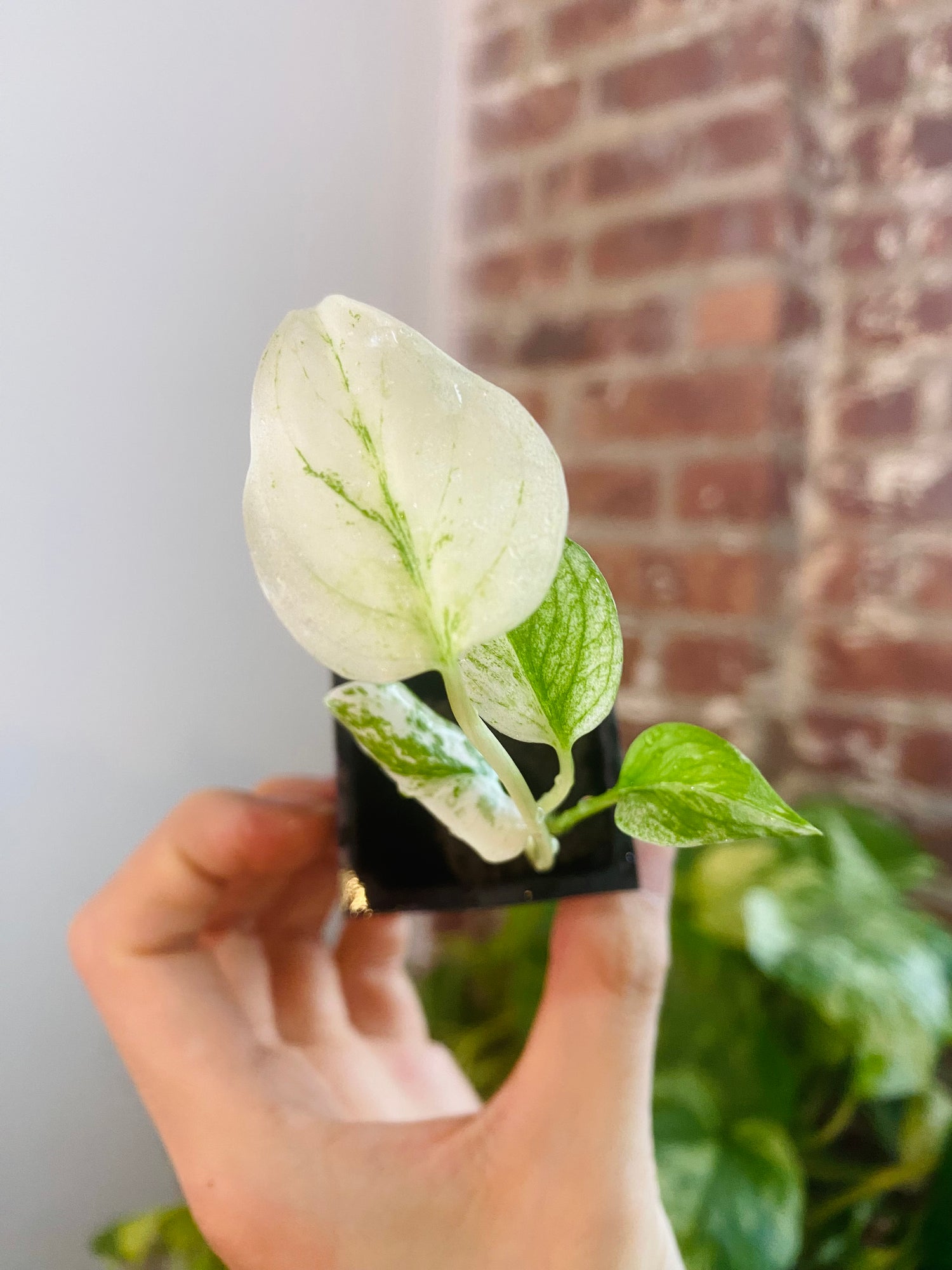 Monstera Deliciosa Mint 