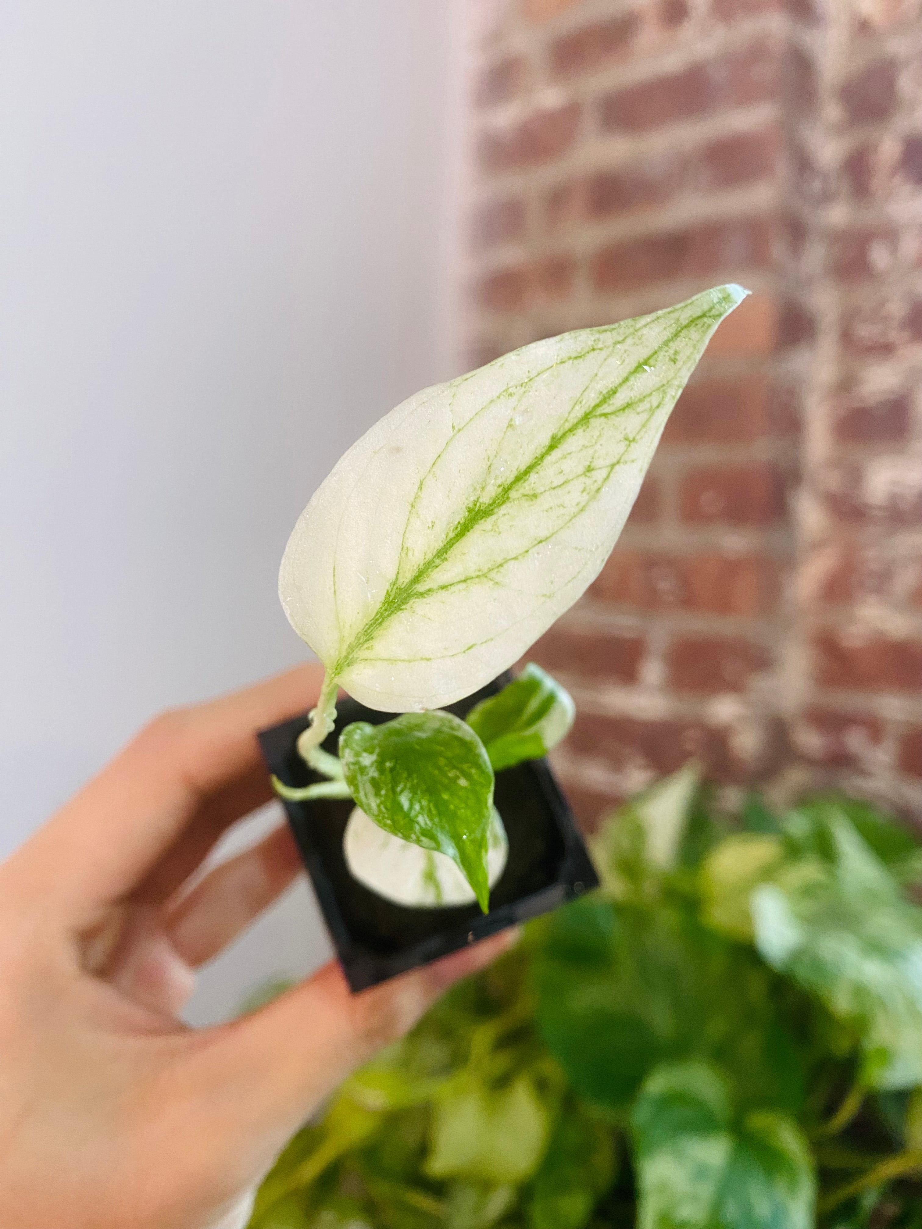 Monstera Deliciosa Mint 