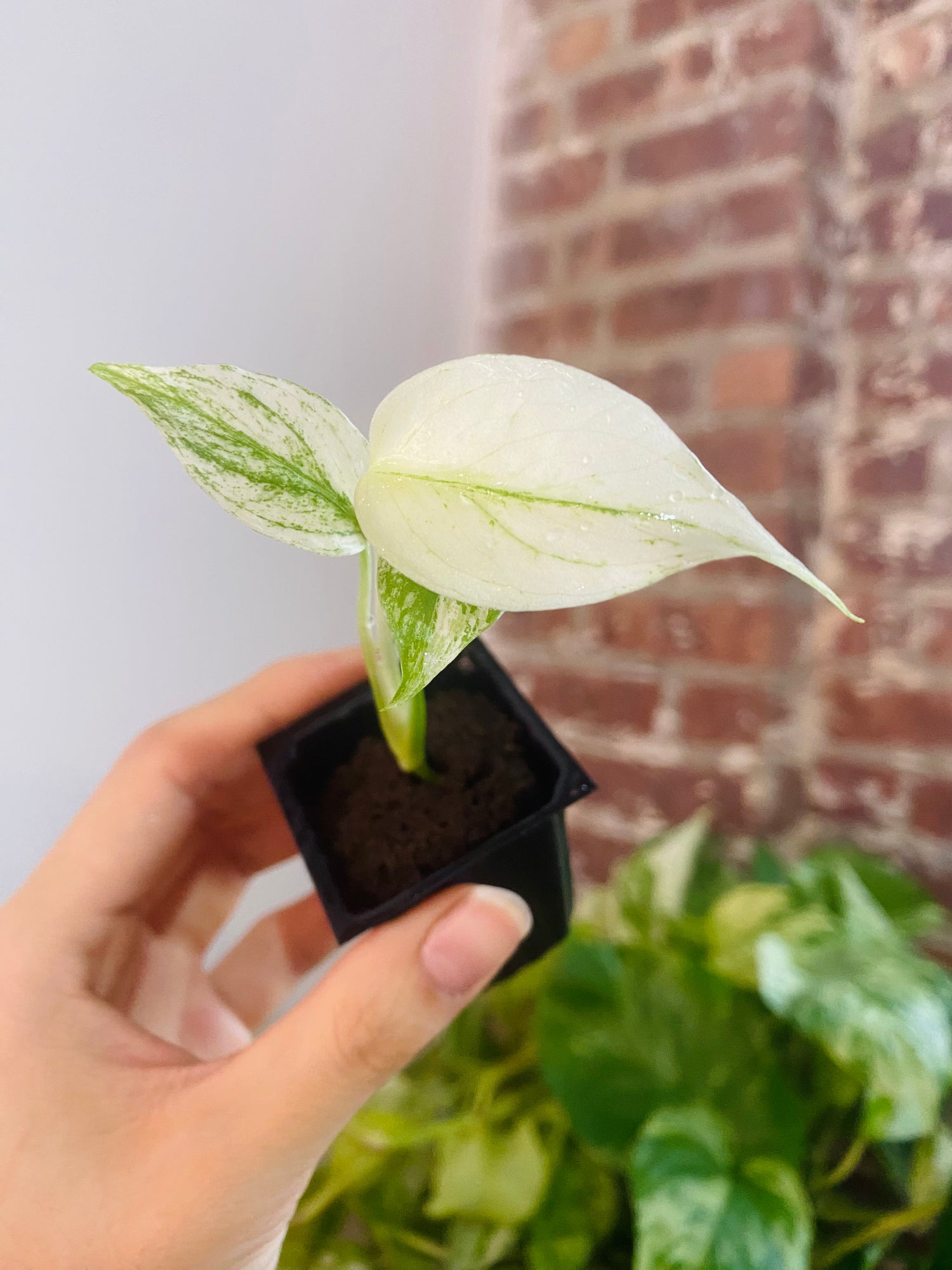 Monstera Deliciosa Mint 