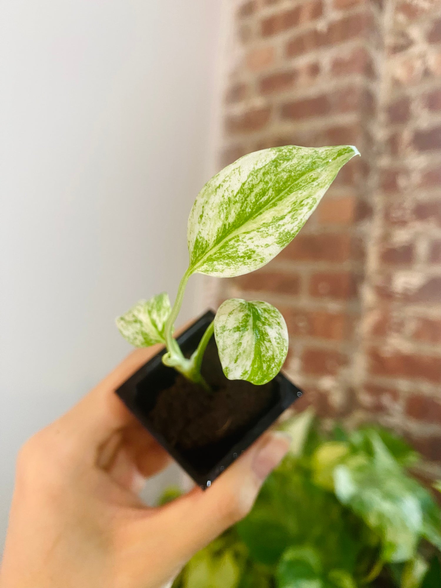 Monstera Deliciosa Mint 