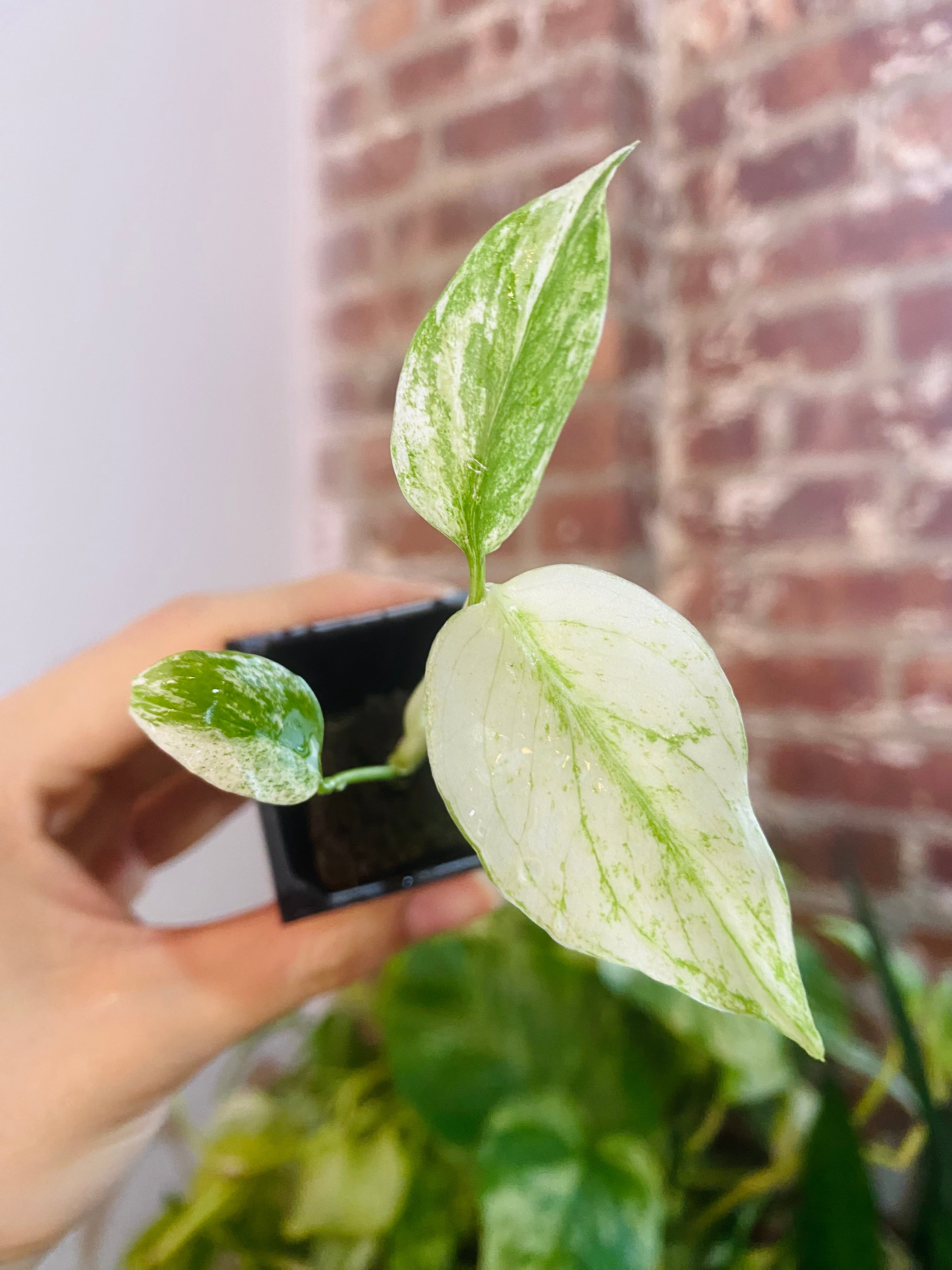 Monstera Deliciosa Mint 