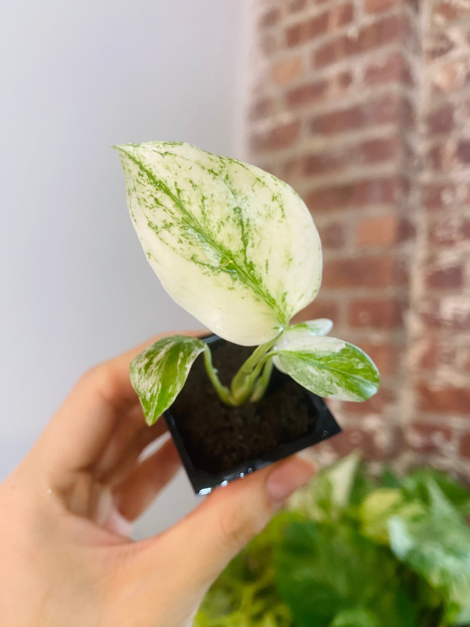 Monstera Deliciosa Mint 