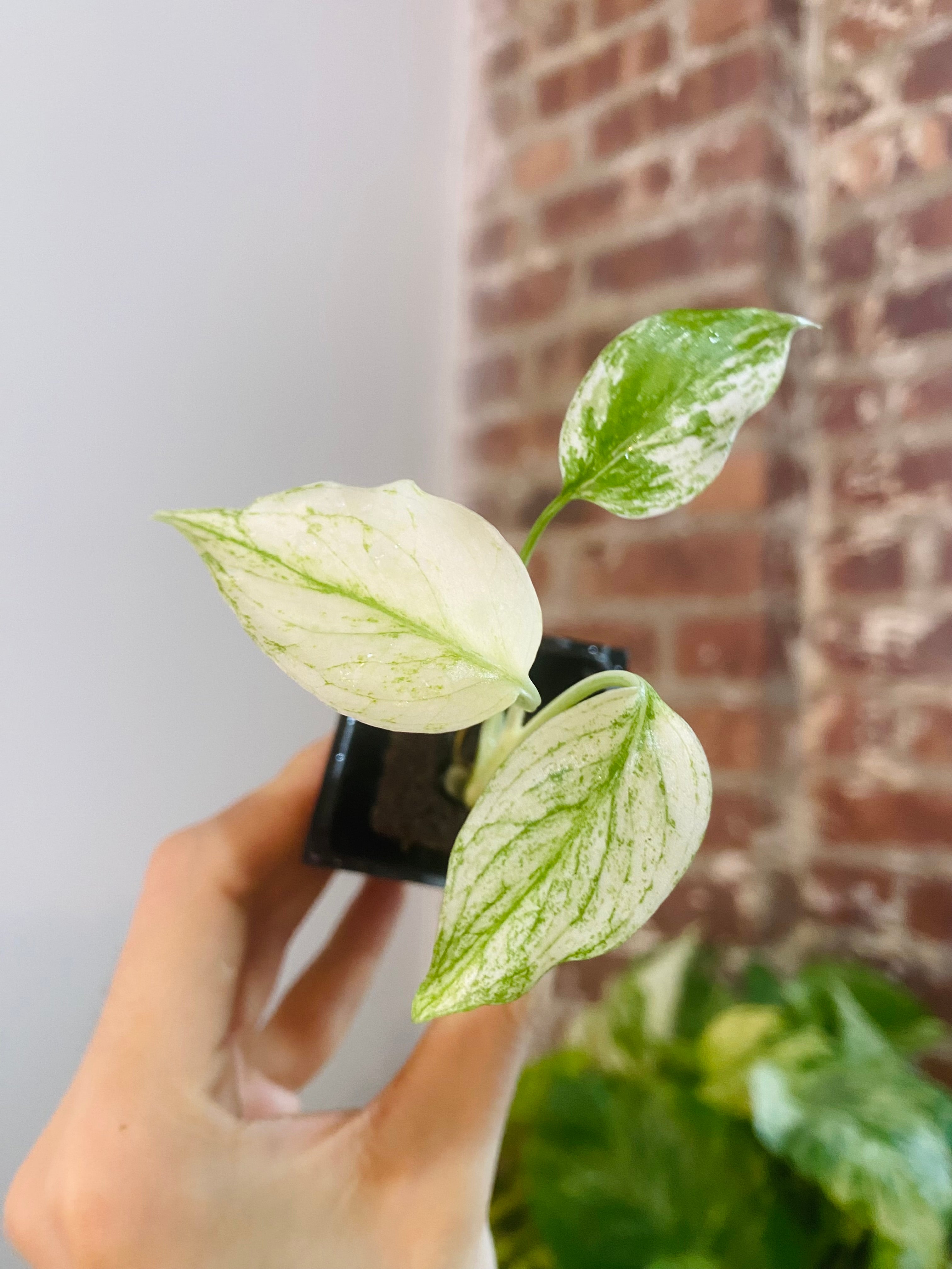 Monstera Deliciosa Mint 