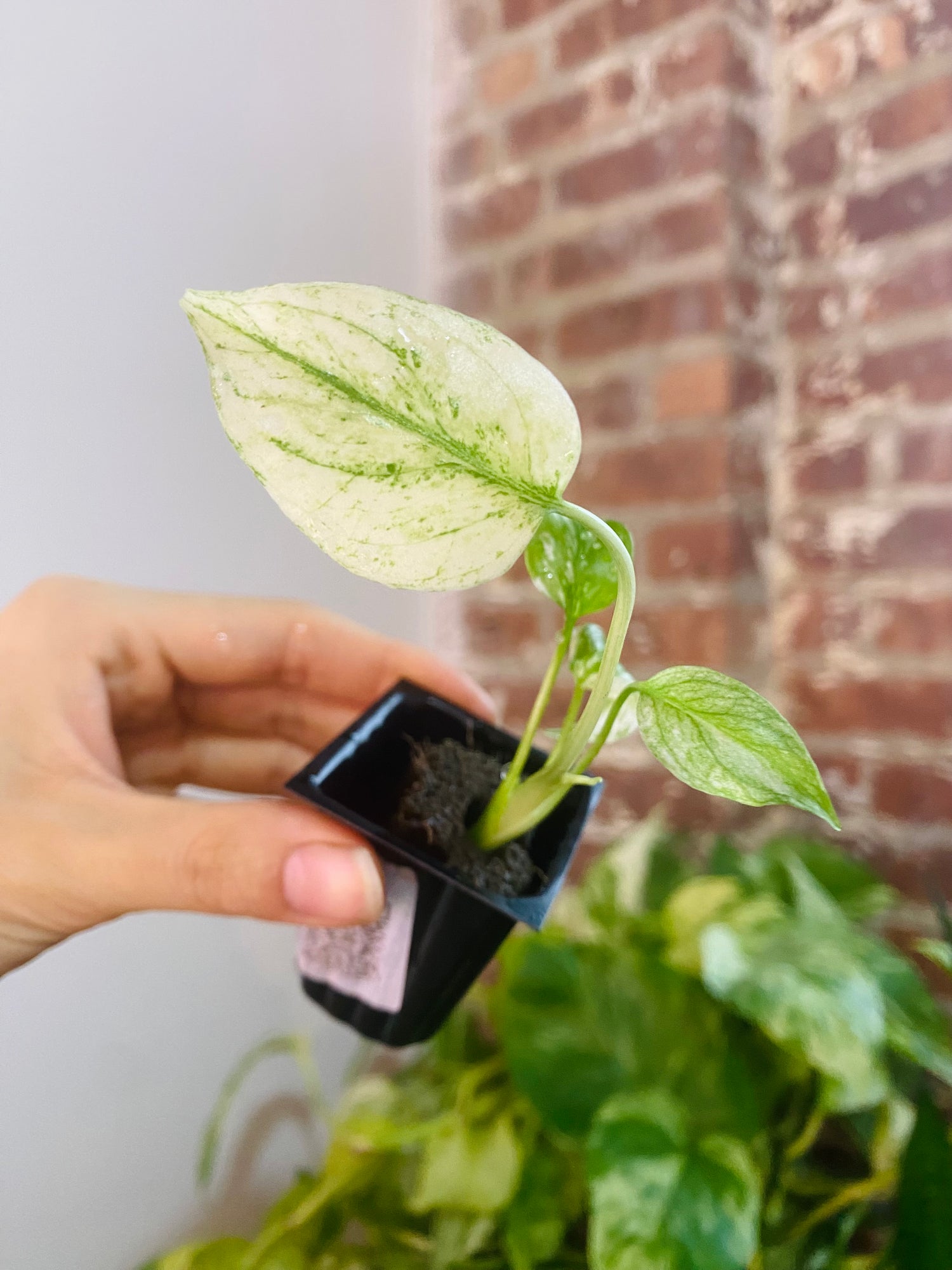 Monstera Deliciosa Mint 