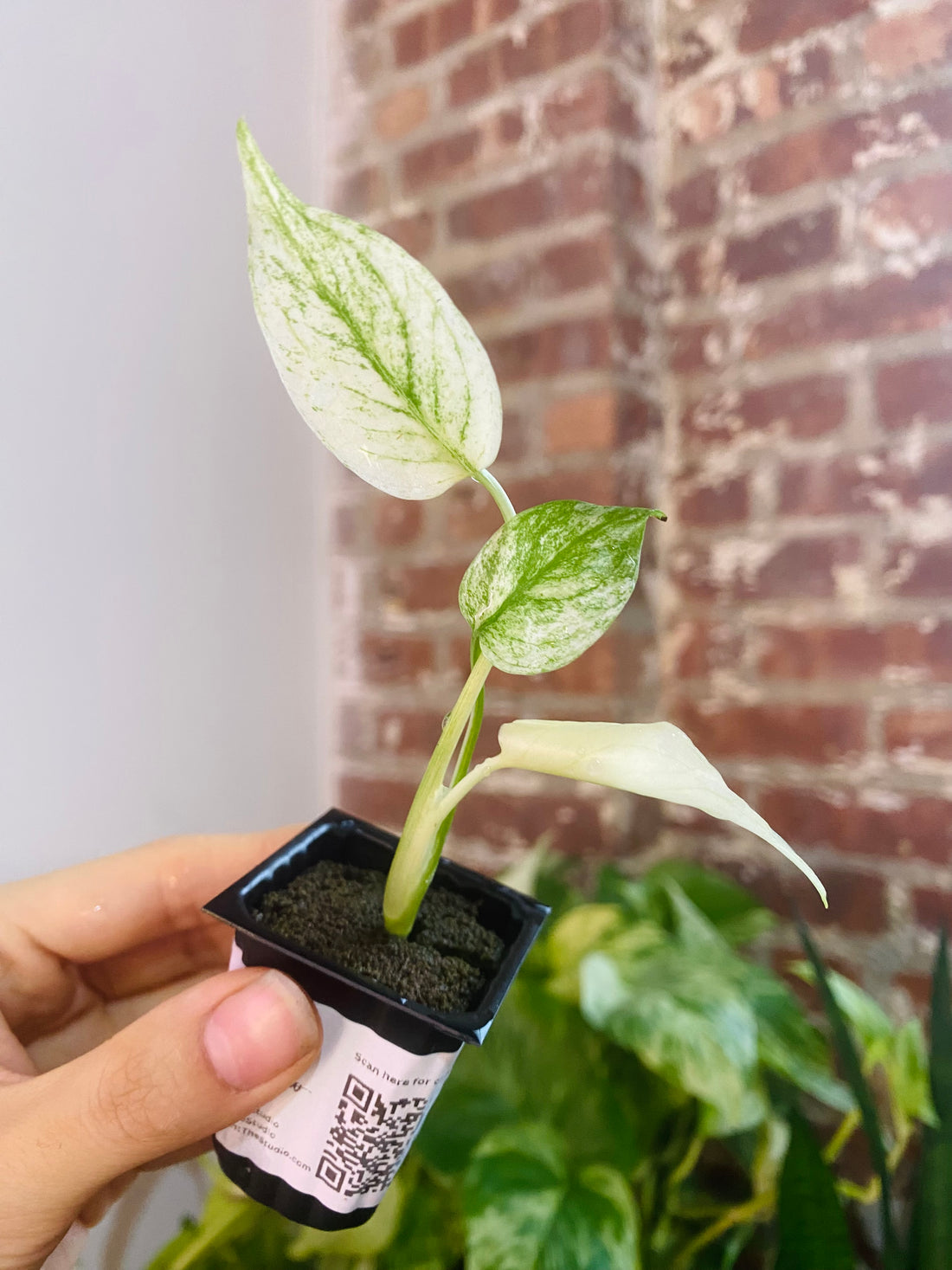 Monstera Deliciosa Mint 