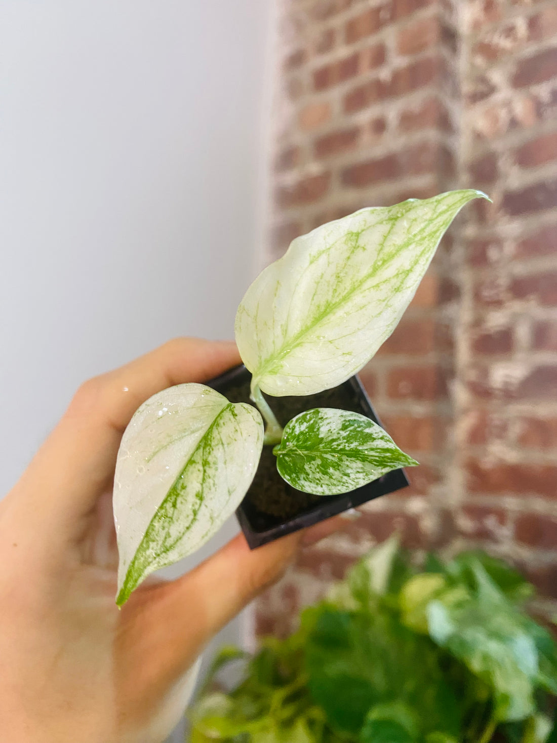Monstera Deliciosa Mint 