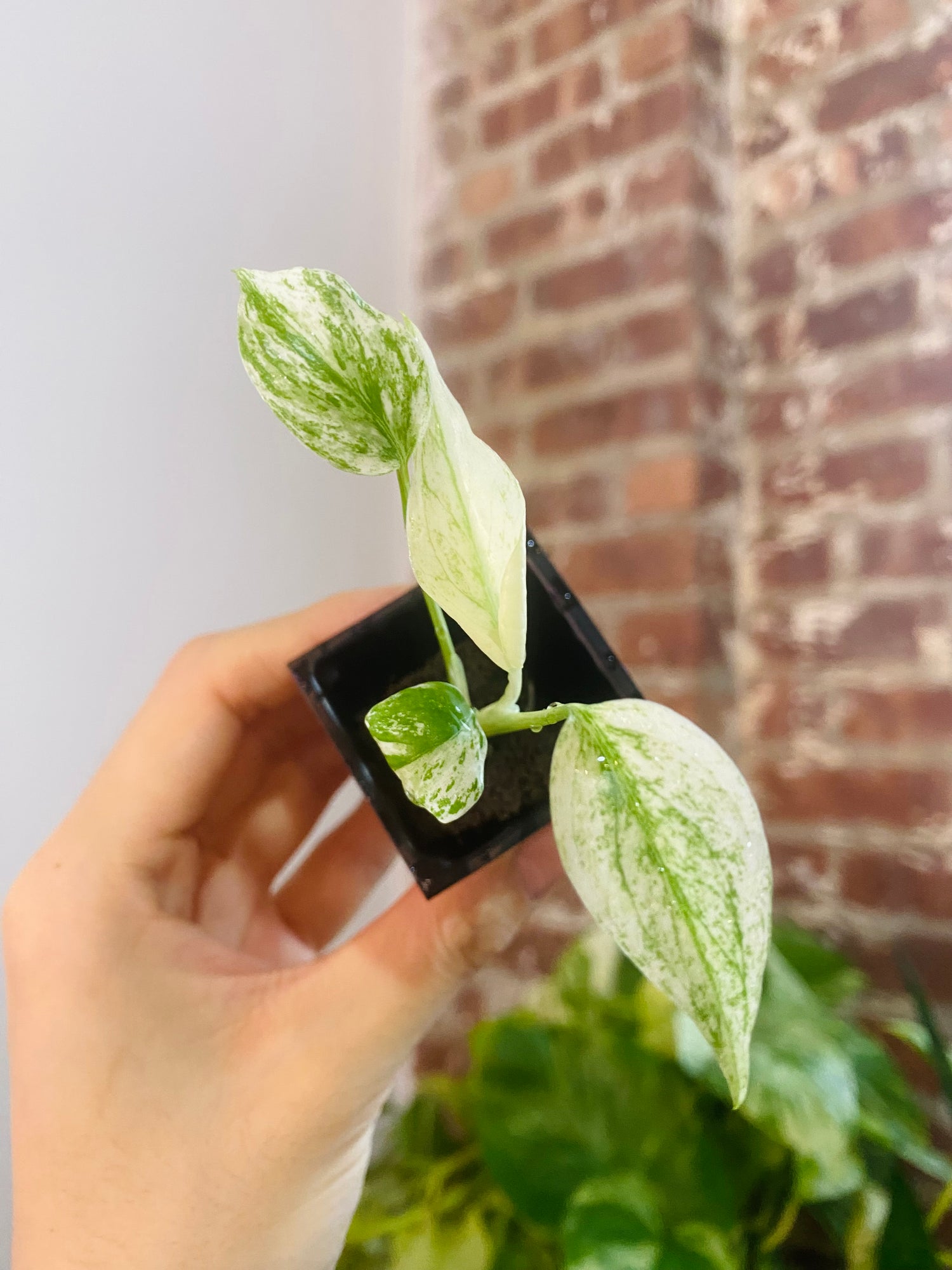 Monstera Deliciosa Mint 