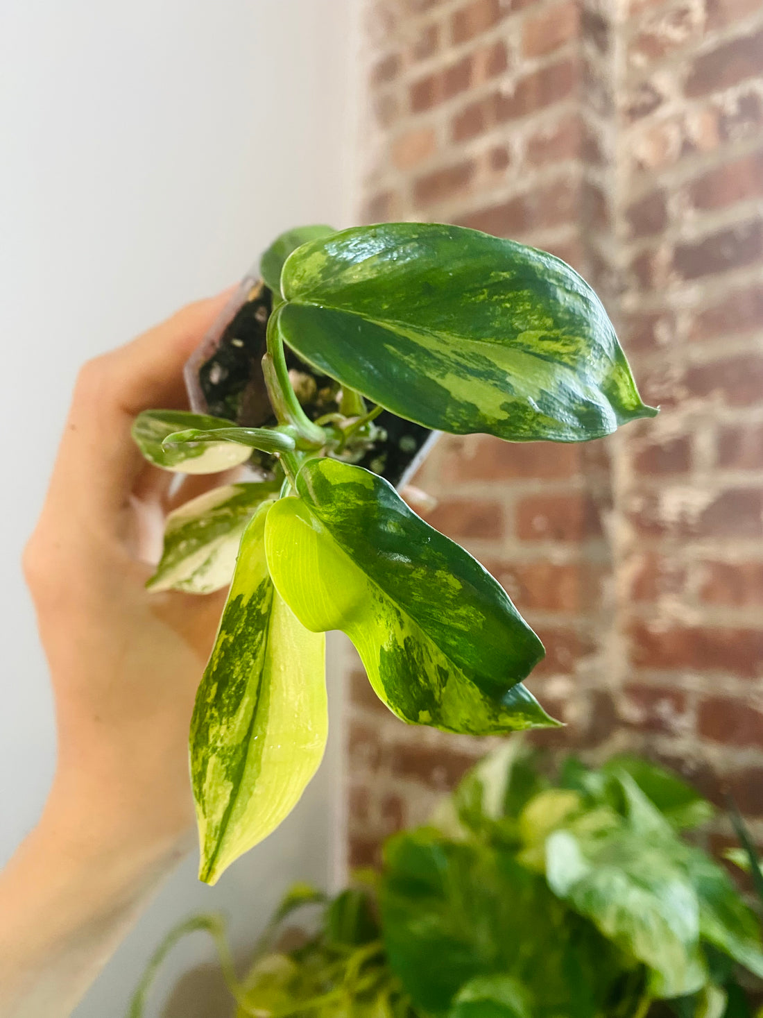 Philodendron Florida Beauty Variegated 