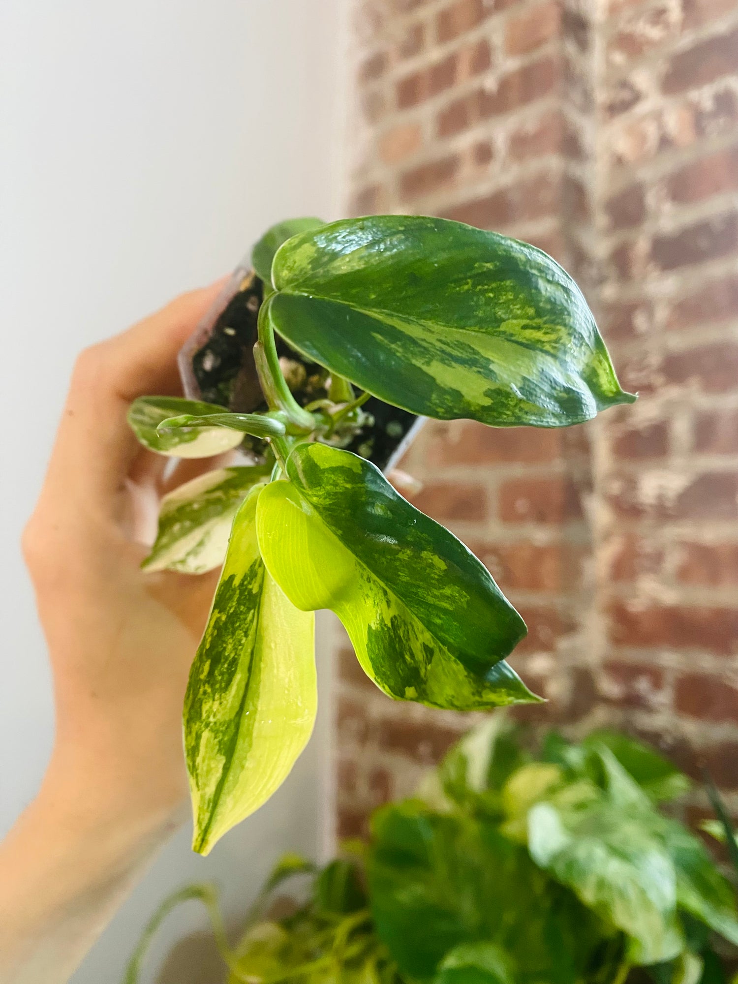 Philodendron Florida Beauty Variegated 