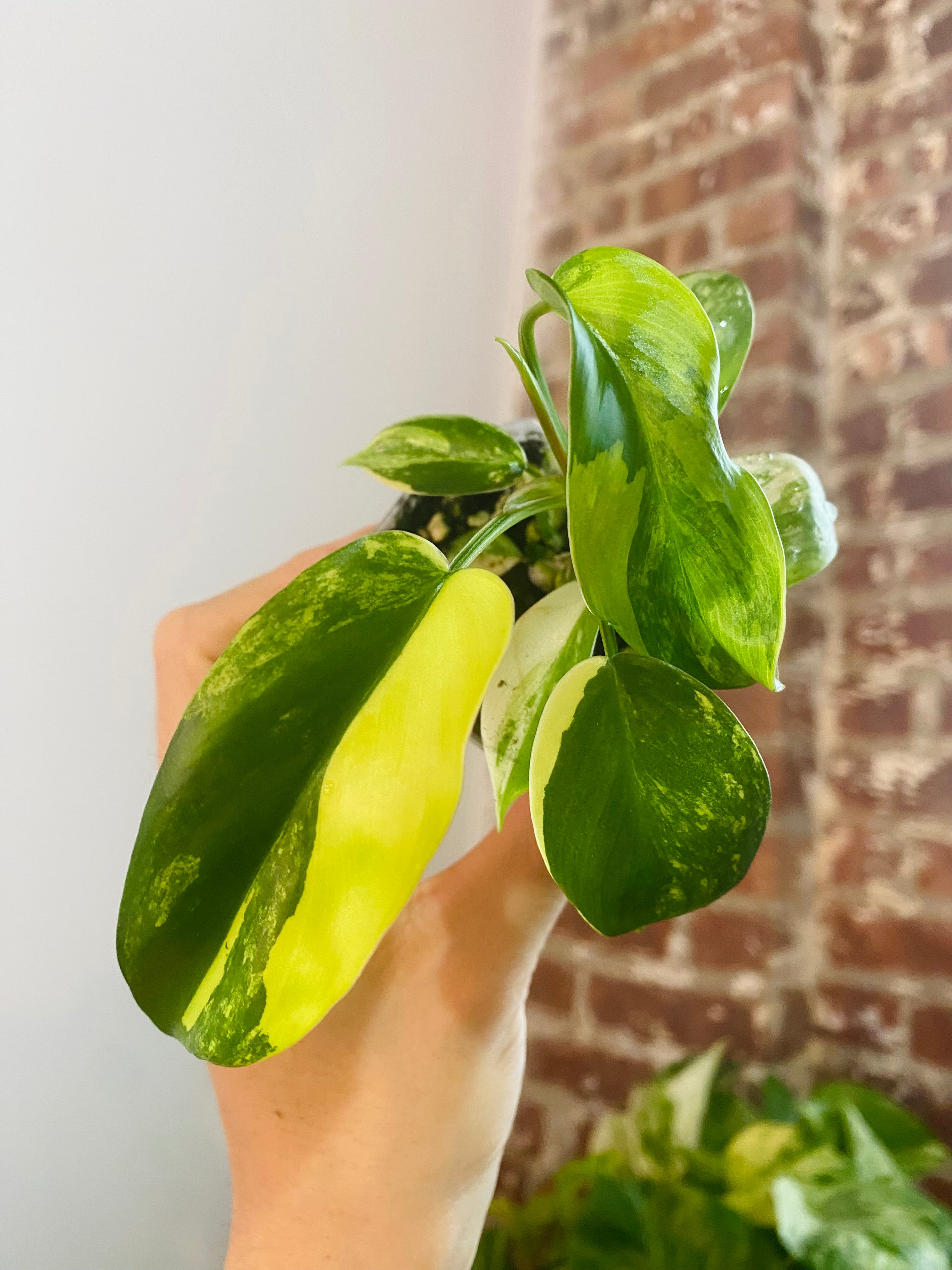 Philodendron Florida Beauty Variegated 