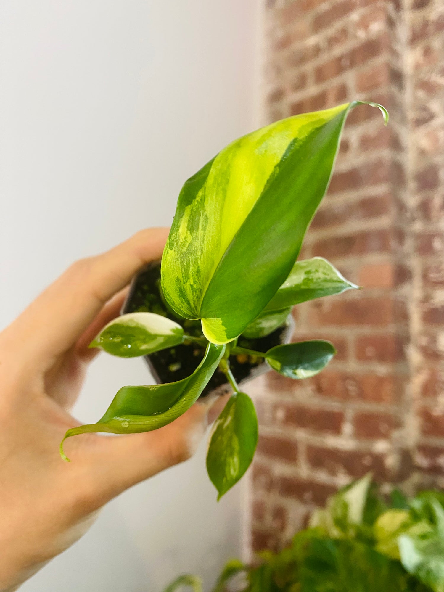 Philodendron Florida Beauty Variegated 