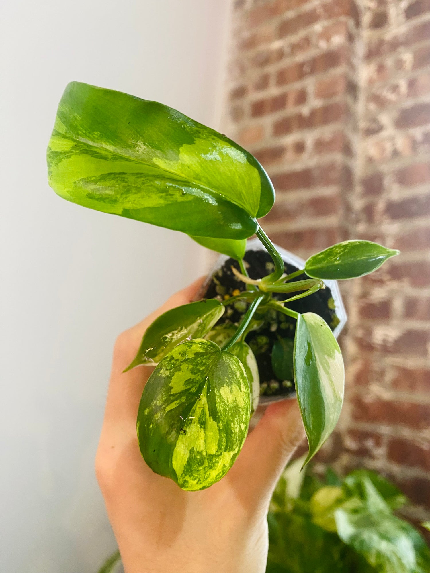 Philodendron Florida Beauty Variegated 