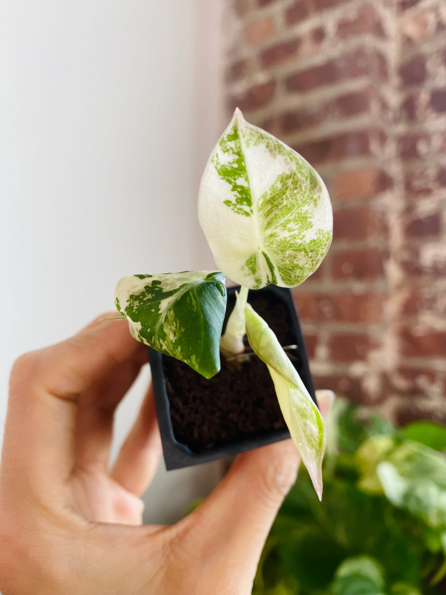 Alocasia Pink Black Velvet Var. 