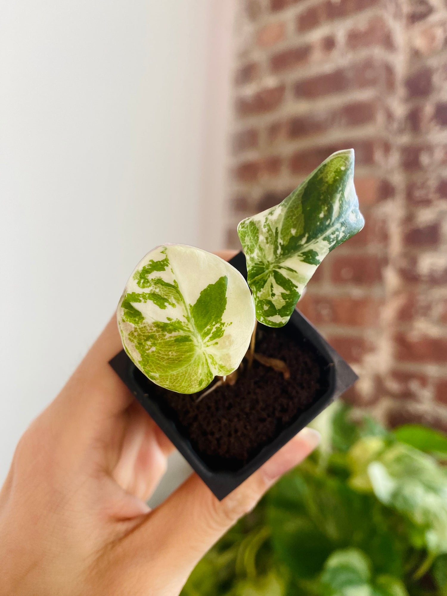 Alocasia Pink Black Velvet Var. 