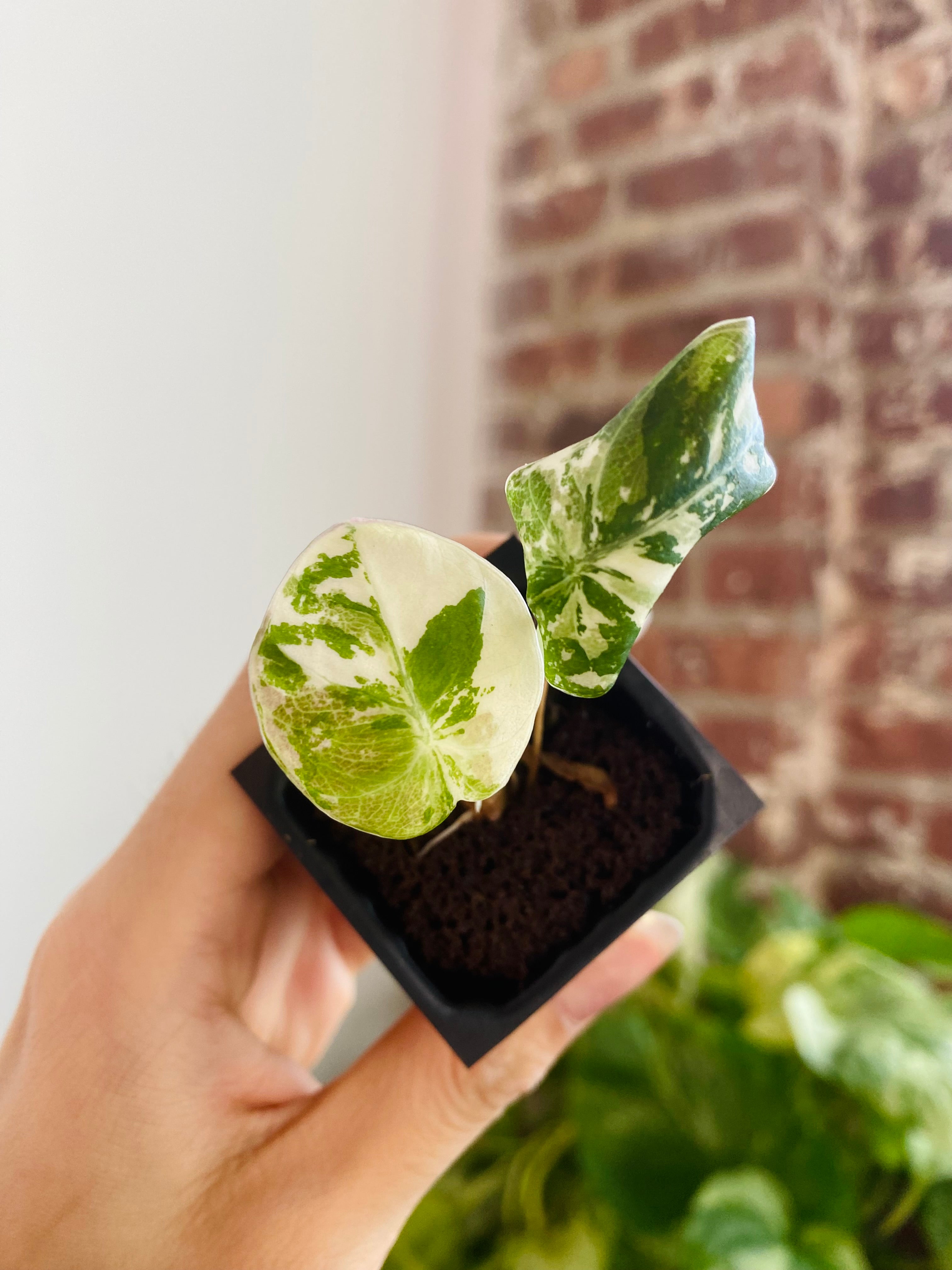 Alocasia Pink Black Velvet Var. 