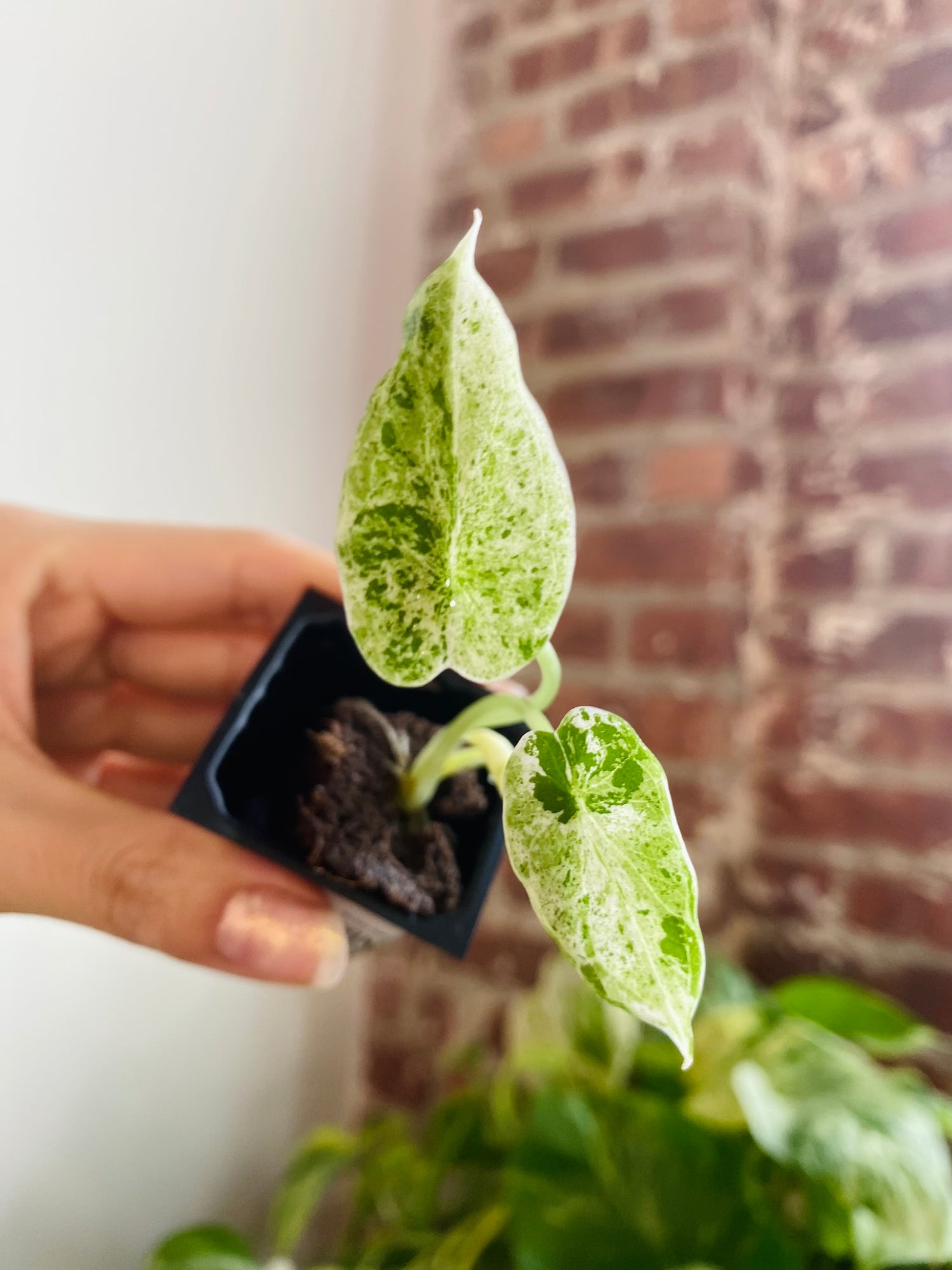 Alocasia Dragon Scale Mint Var. 