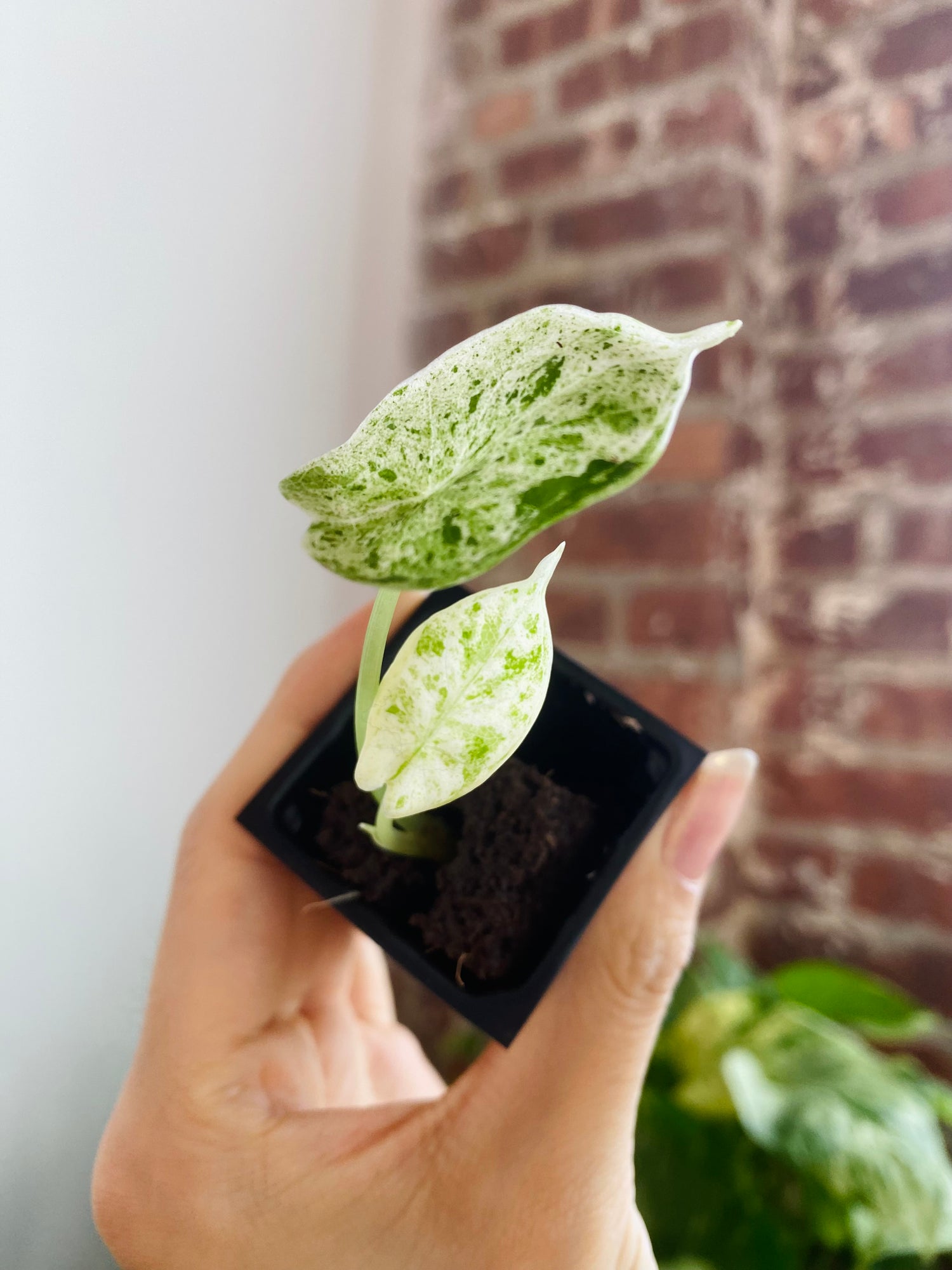 Alocasia Dragon Scale Mint Var. 