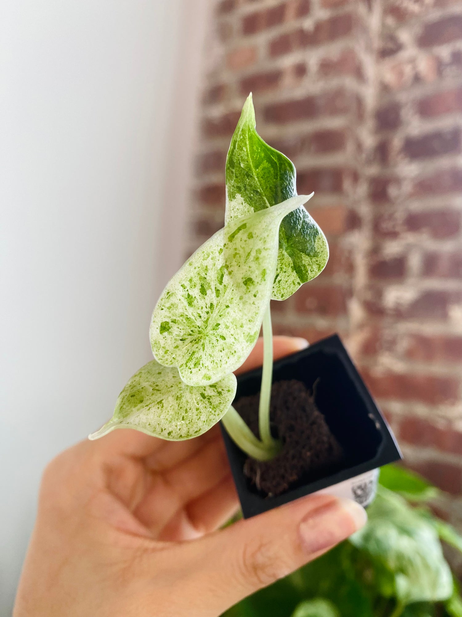 Alocasia Dragon Scale Mint Var. 