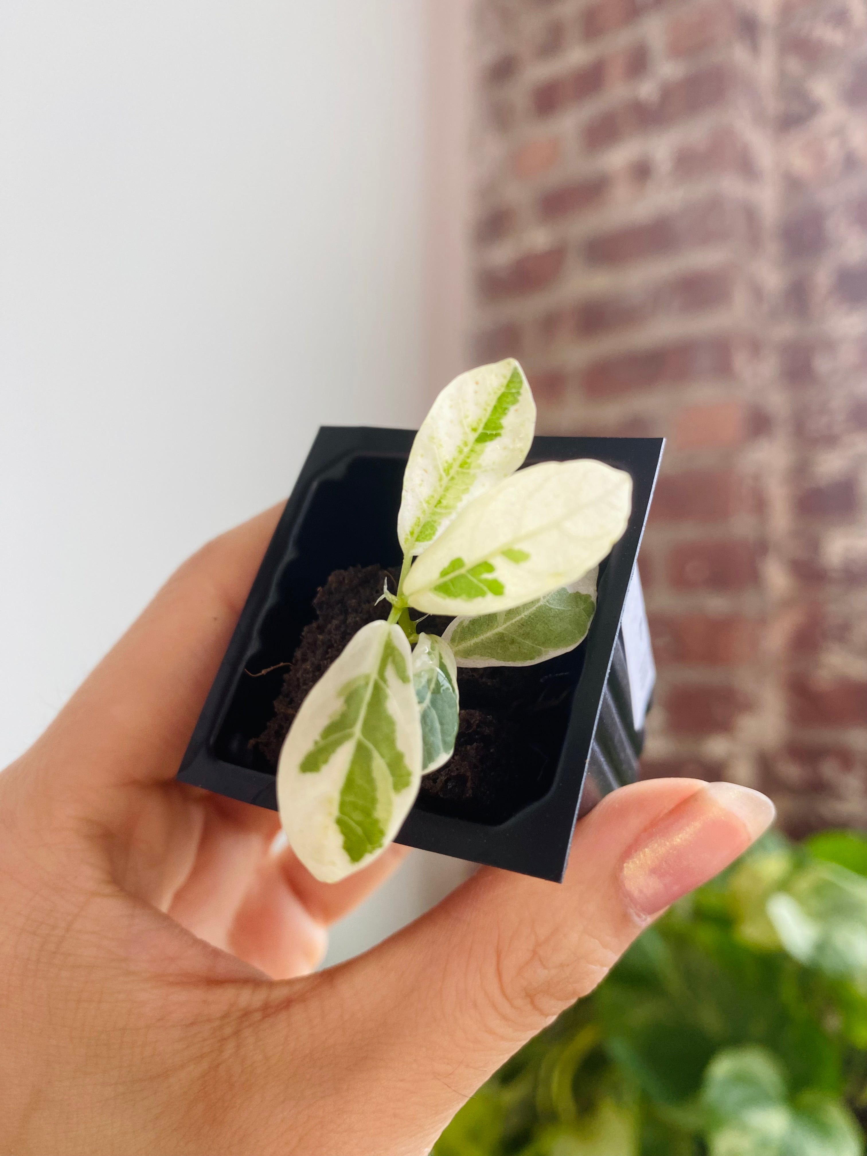 Ficus Lyrata Var. 