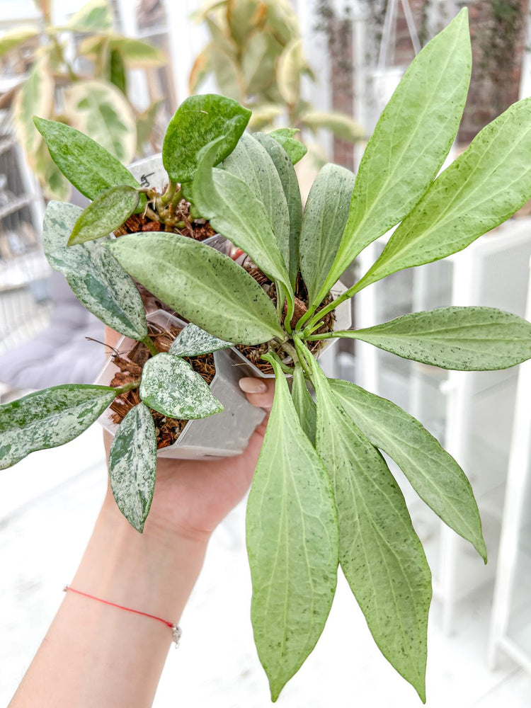 In-stock Hoya