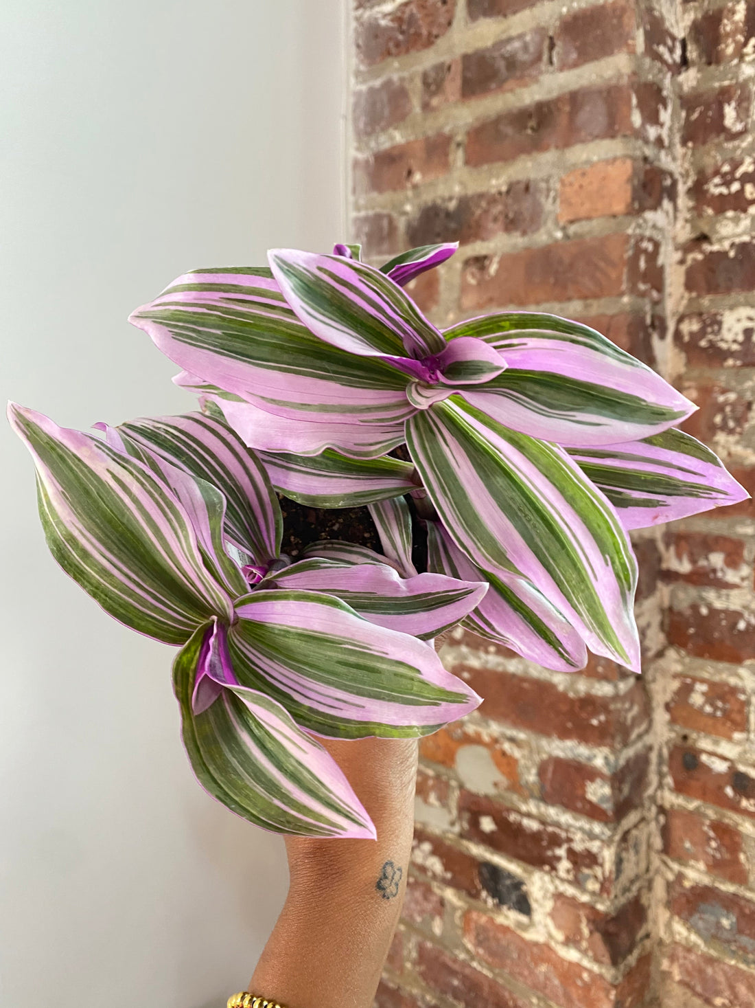 Tradescantia Bubblegum Potted (Growers Choice)