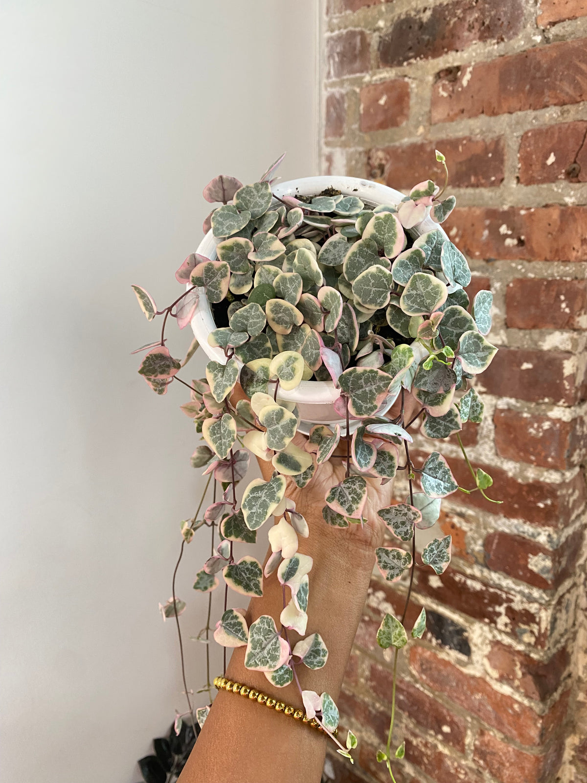 String of Hearts Variegated 4.5in Hanging Basket (Growers Choice)