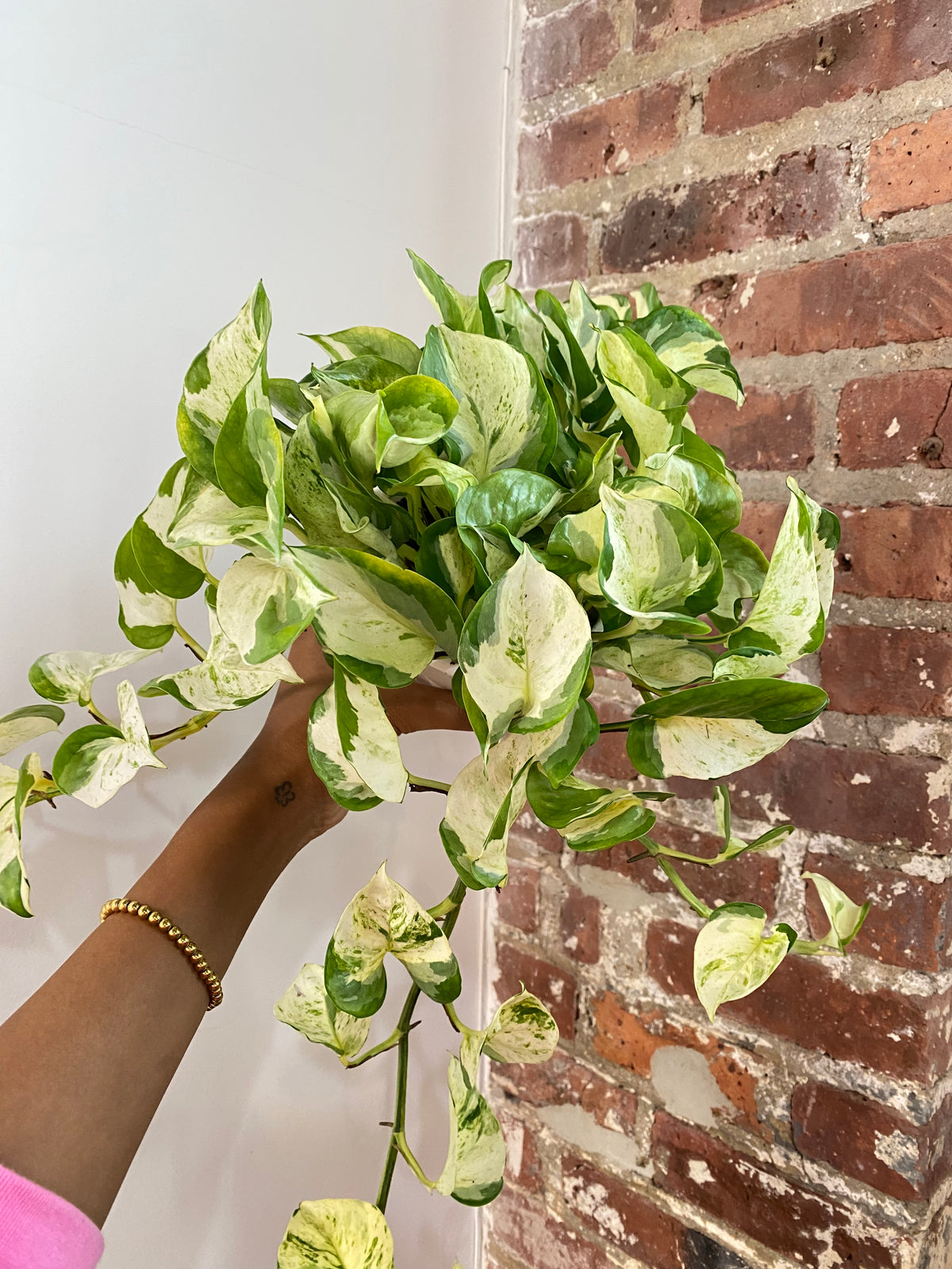 Pothos Manjula 4.5in Hanging Basket (Growers Choice)