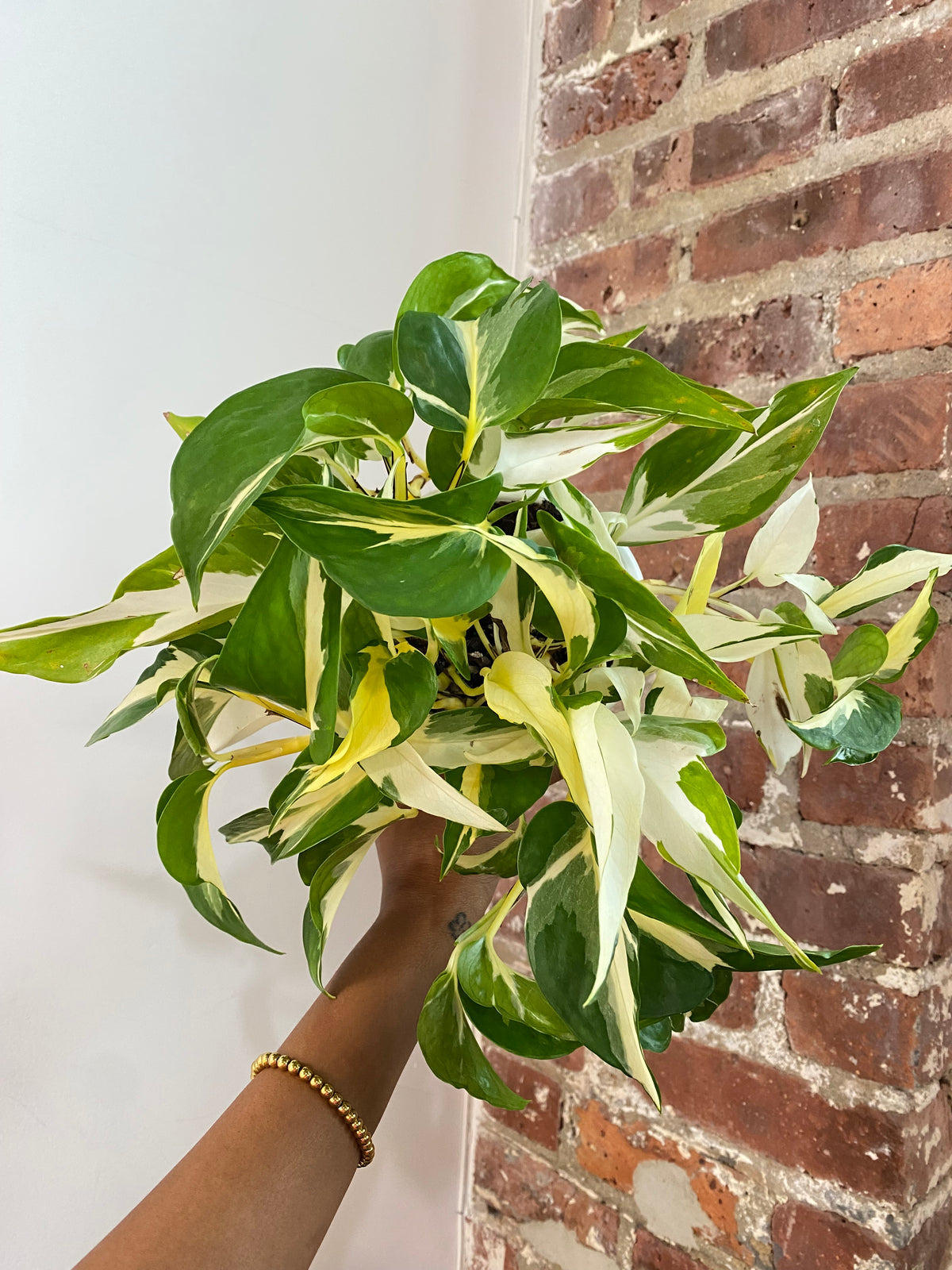 Pothos Mutant Manjula 4.5in Hanging Basket (Growers Choice)