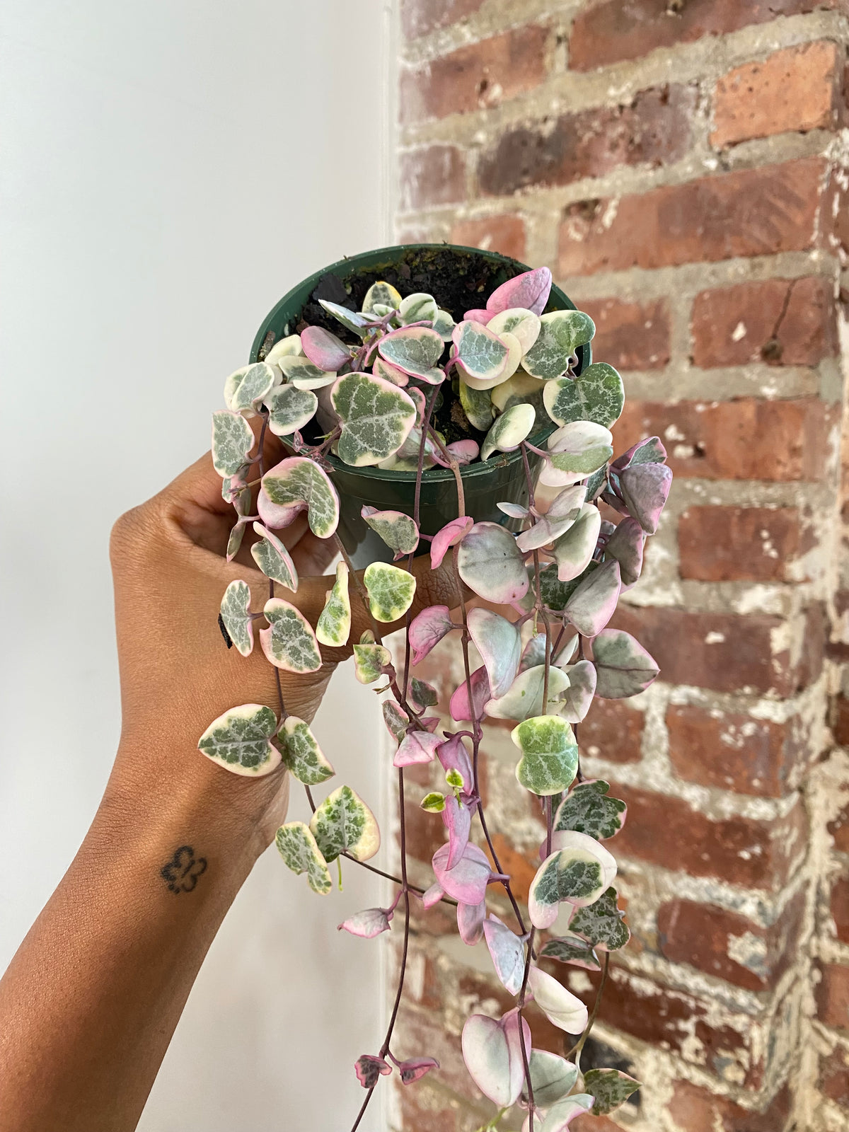 String of Hearts Variegated Potted (Growers Choice)