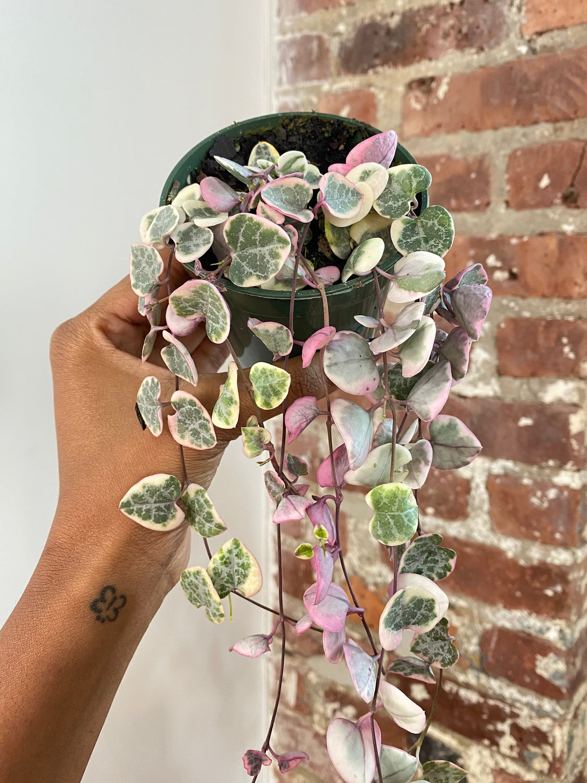 String of Hearts Variegated 3.5 Potted (Growers Choice)