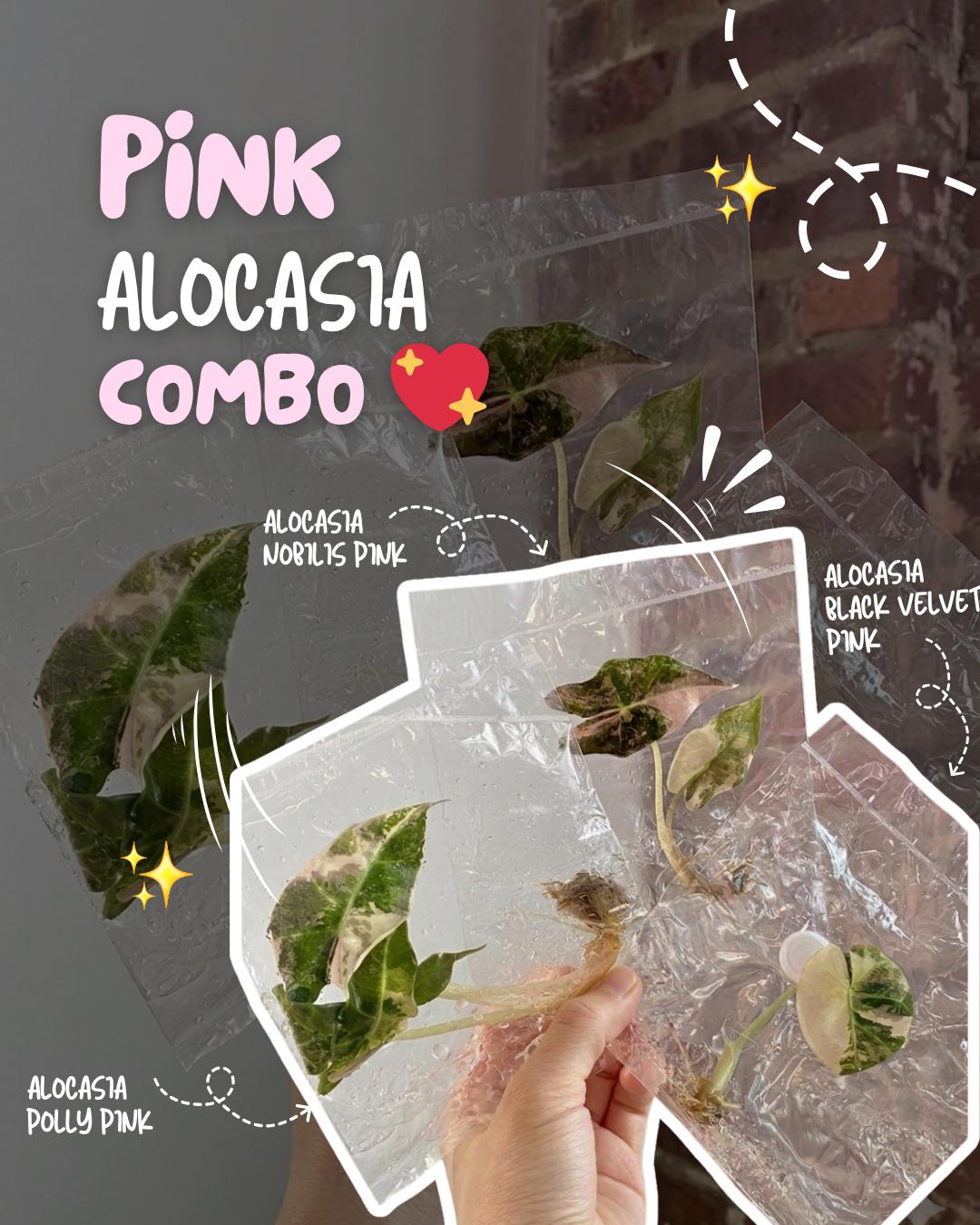 Pink Alocasia Tc Combo Grower’S Choice