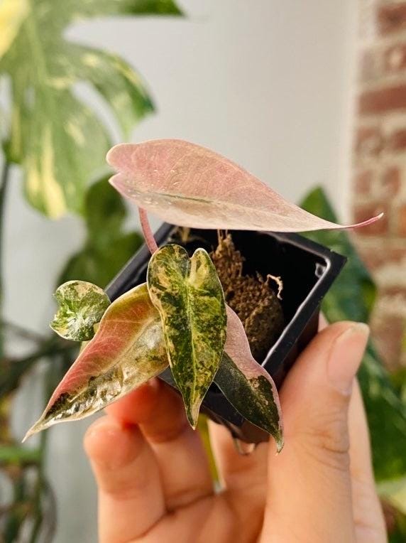 Alocasia Bambino Aurea Variegated (Grower&