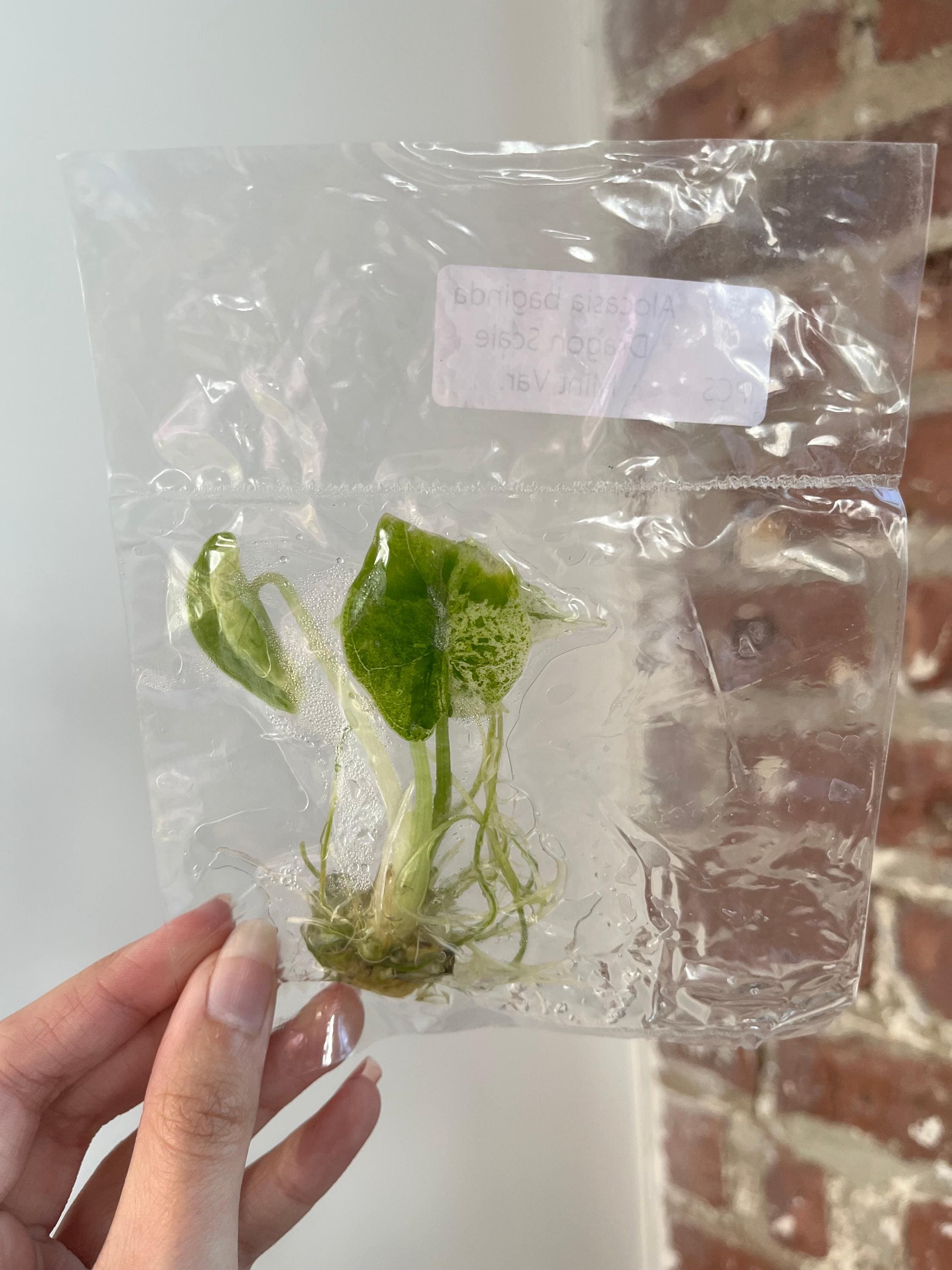Products – Page 2 – PlantTheStudio